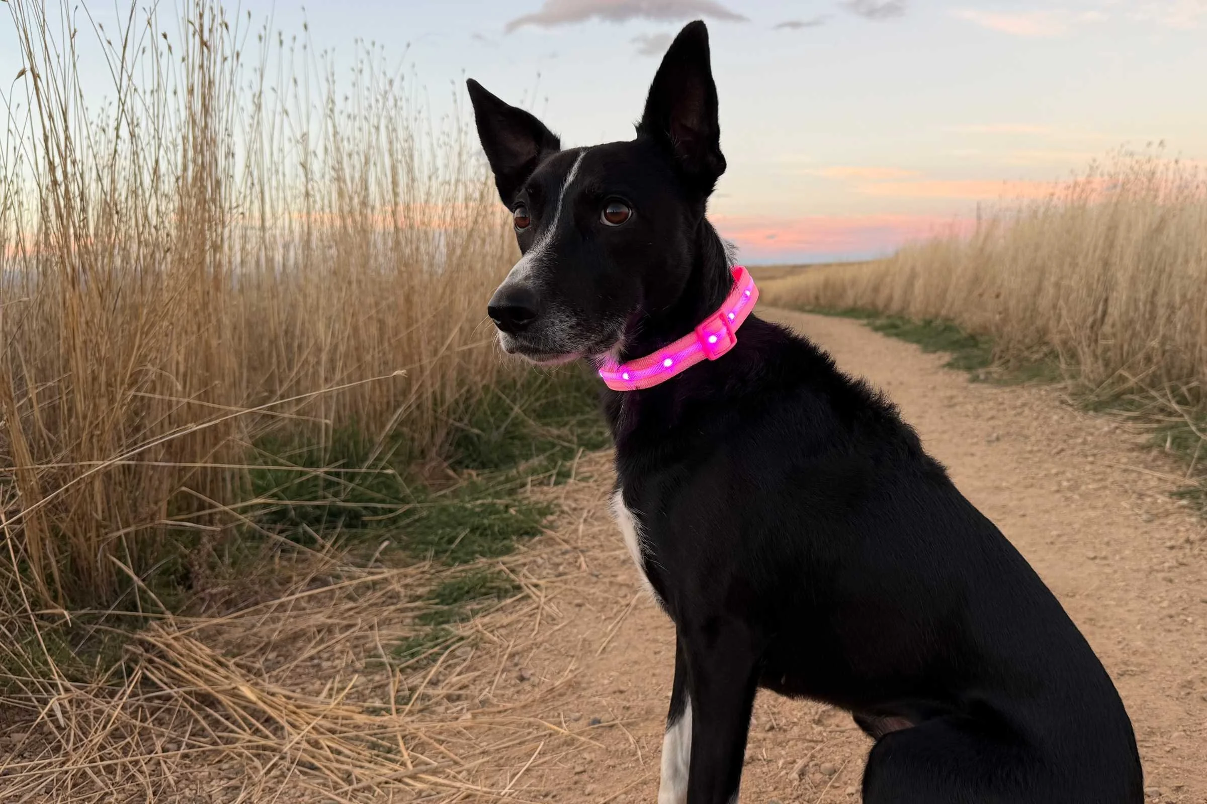   The Blazin’ light up collar is so bright it can be seen during the day as well.  