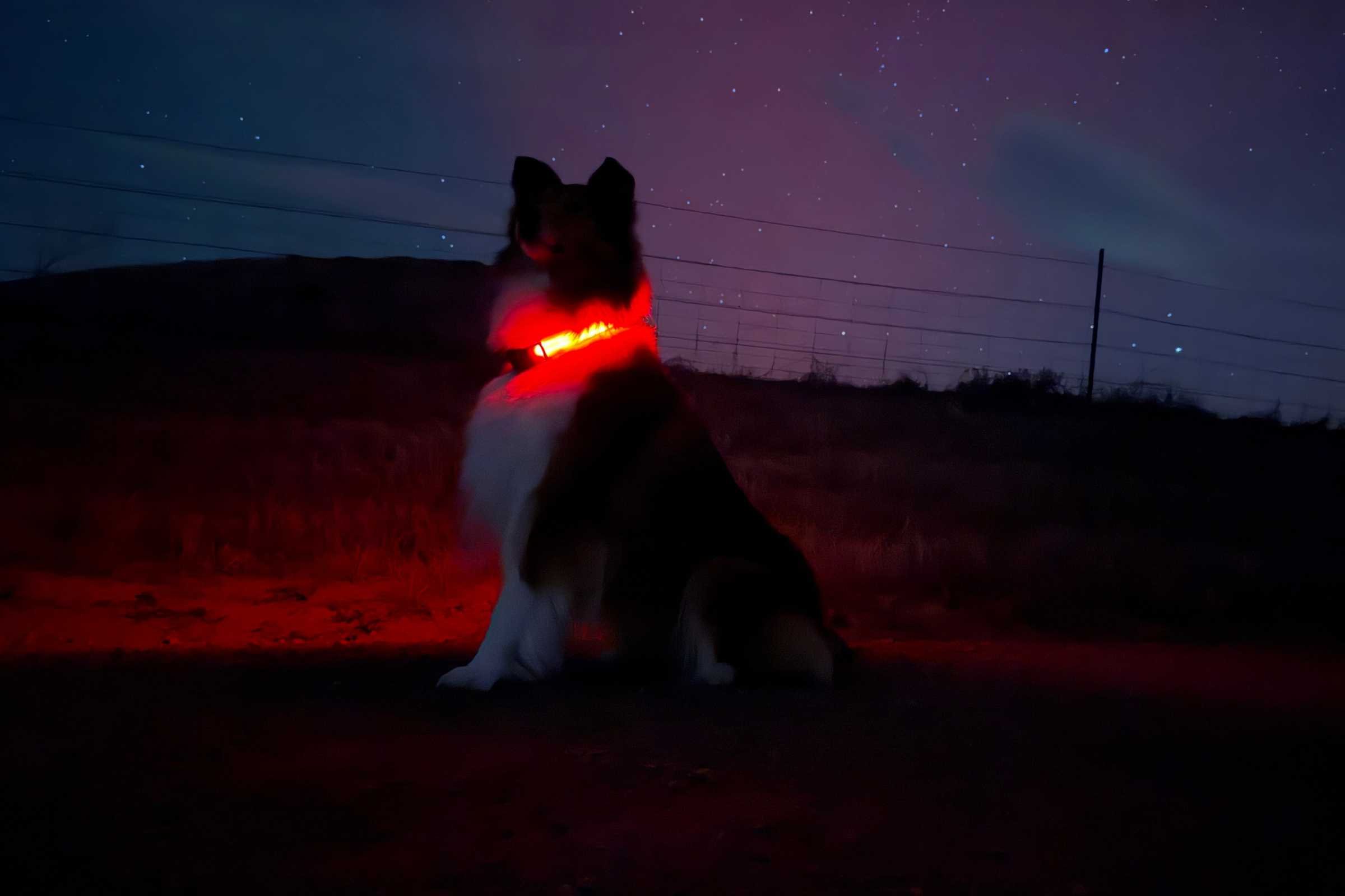   The author’s dog wearing a light-up red collar at night in front of the northern lights.  