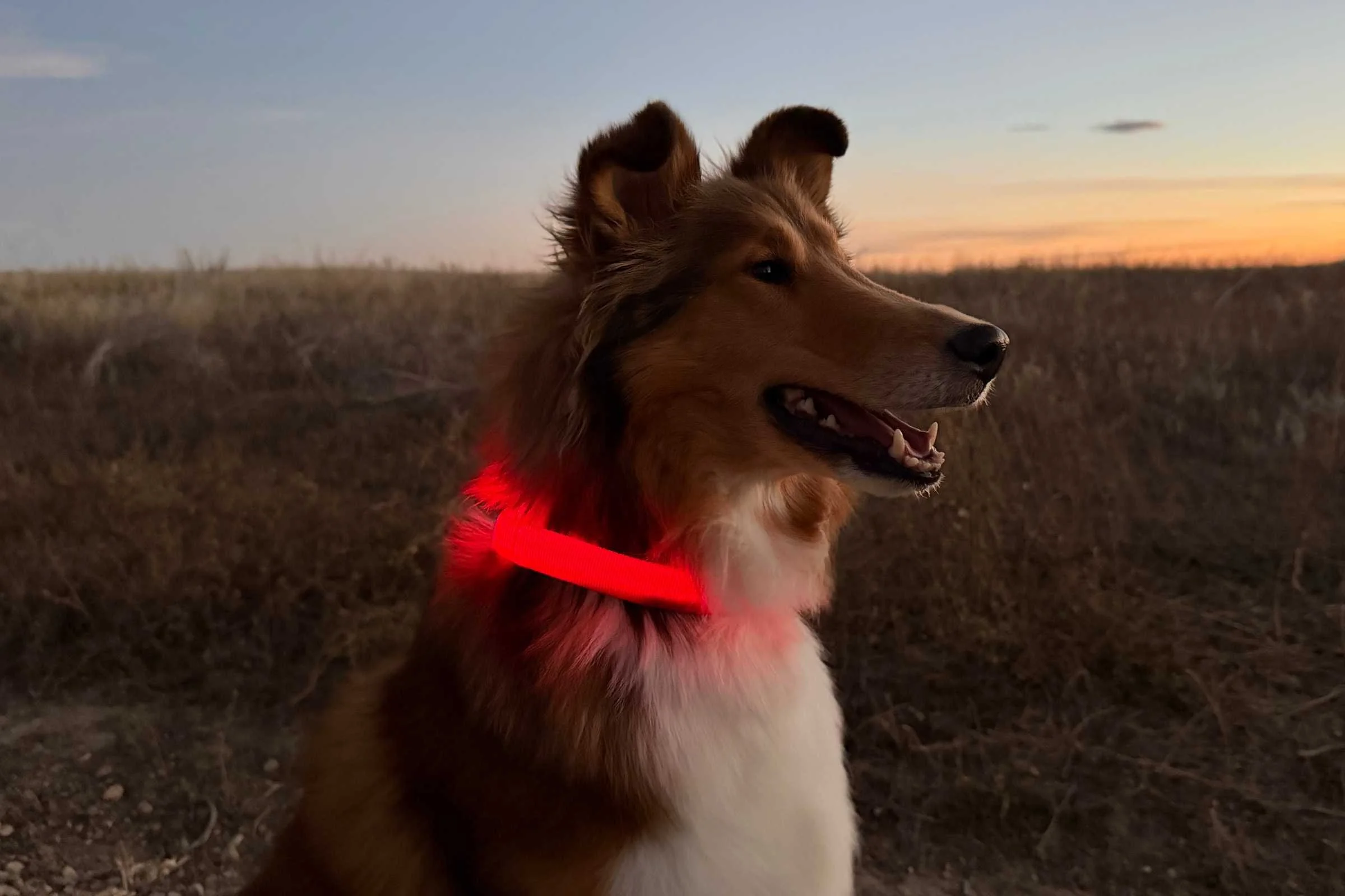   The author’s dog wearing the light-up Illumifun LED collar in red on a dirt trail at sunset.  