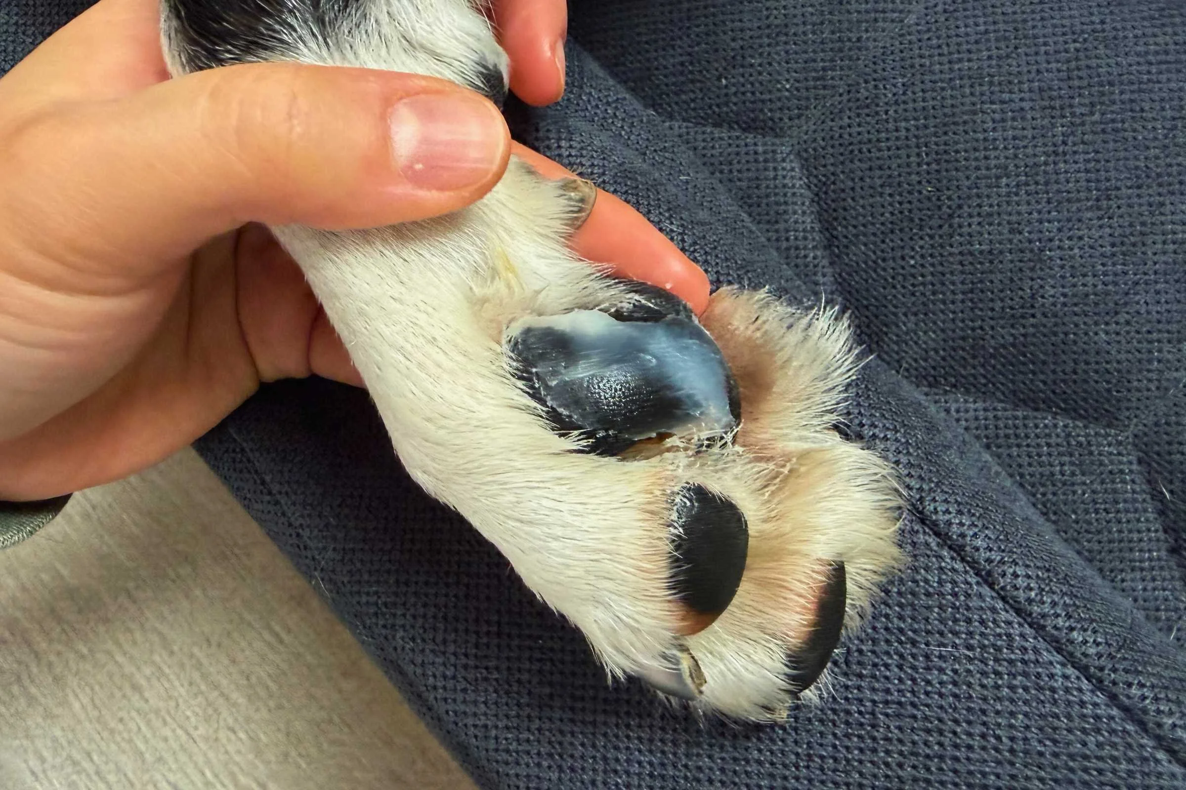   The MAXWAX has a thick consistency that tends to sit on top of the paws for protection, rather than fully soaking in.  