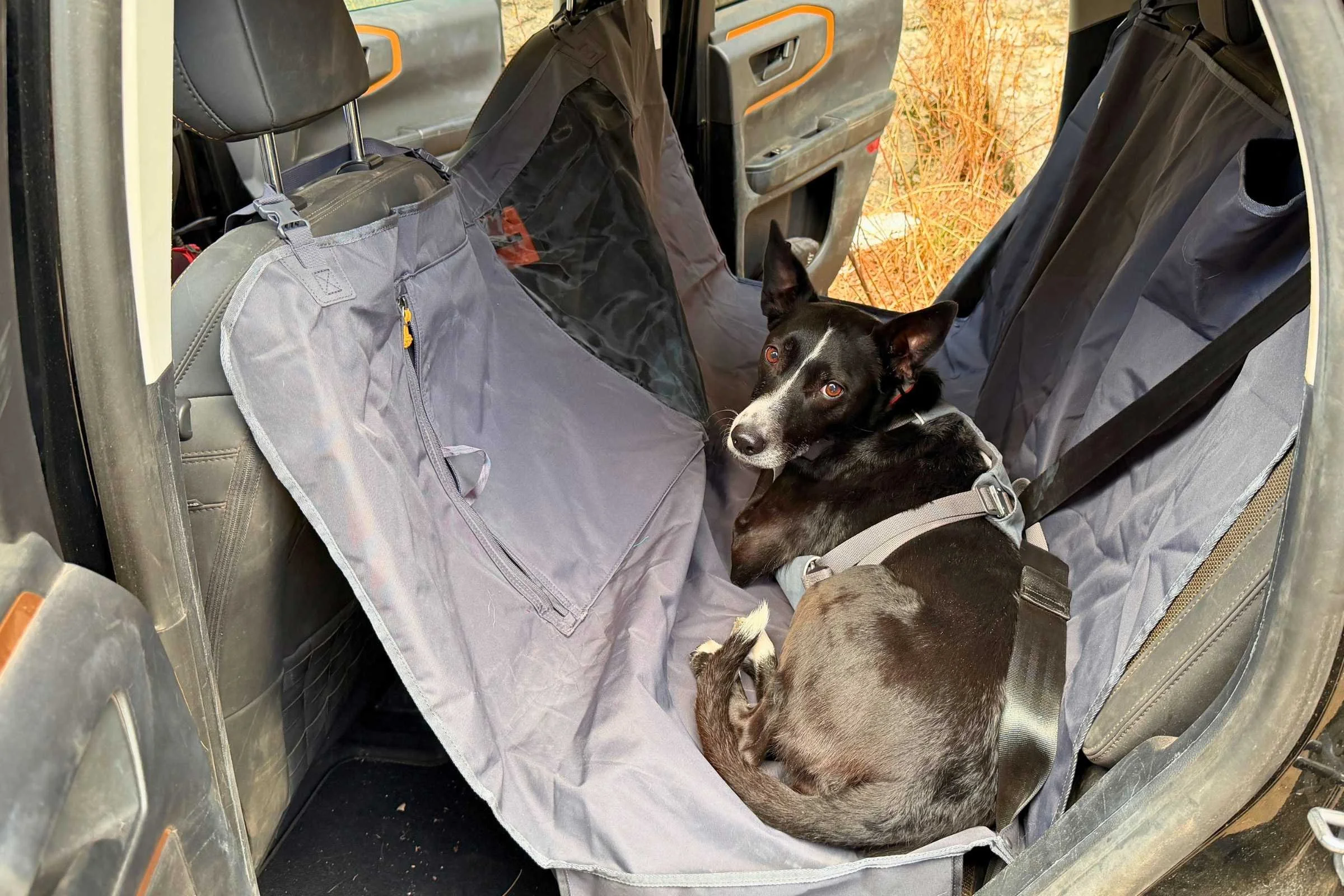   Dogs should always wear a seatbelt harness when riding in the back seat of a vehicle  