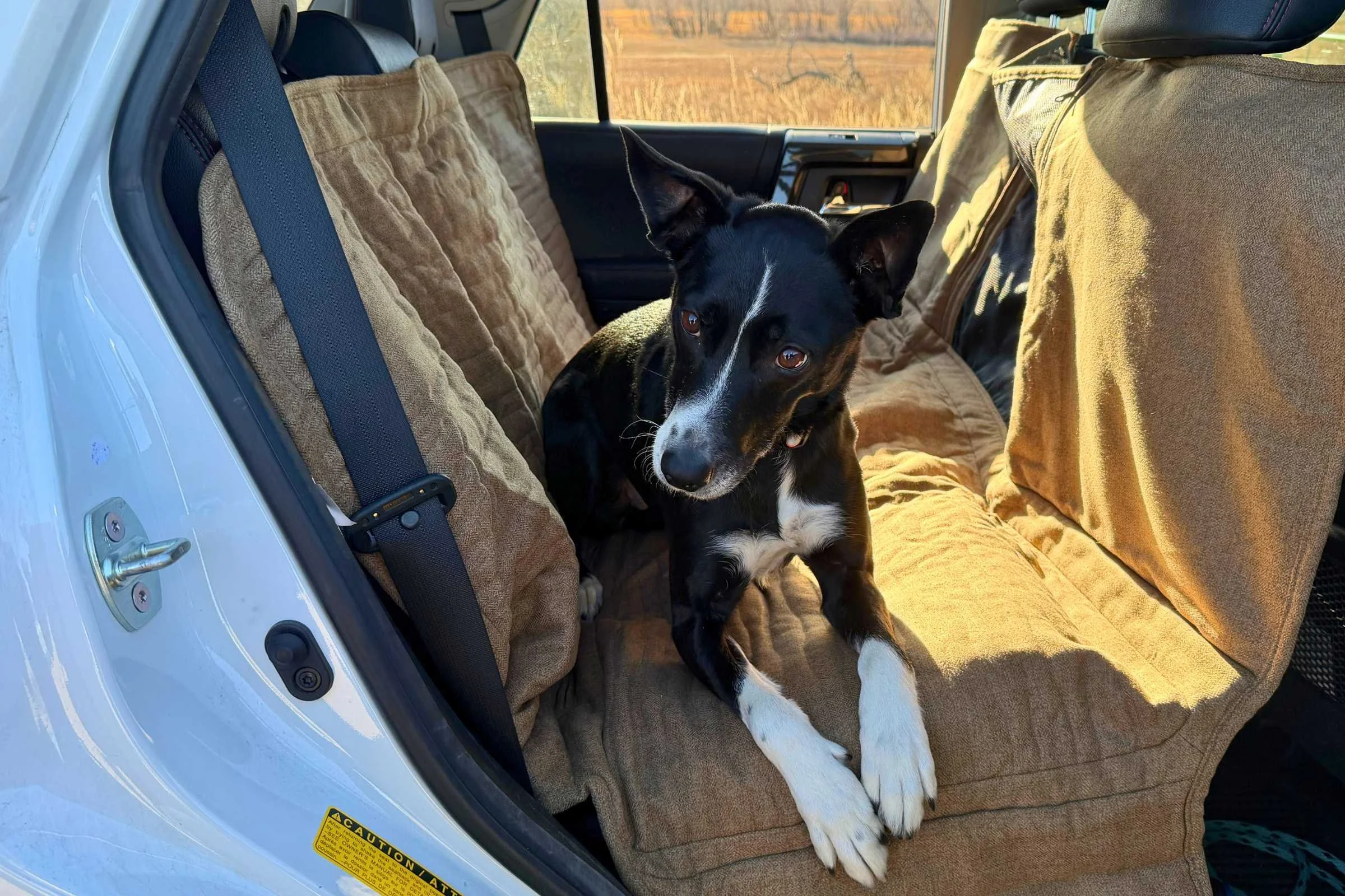   Dog sitting on soft brown dog car seat cover  