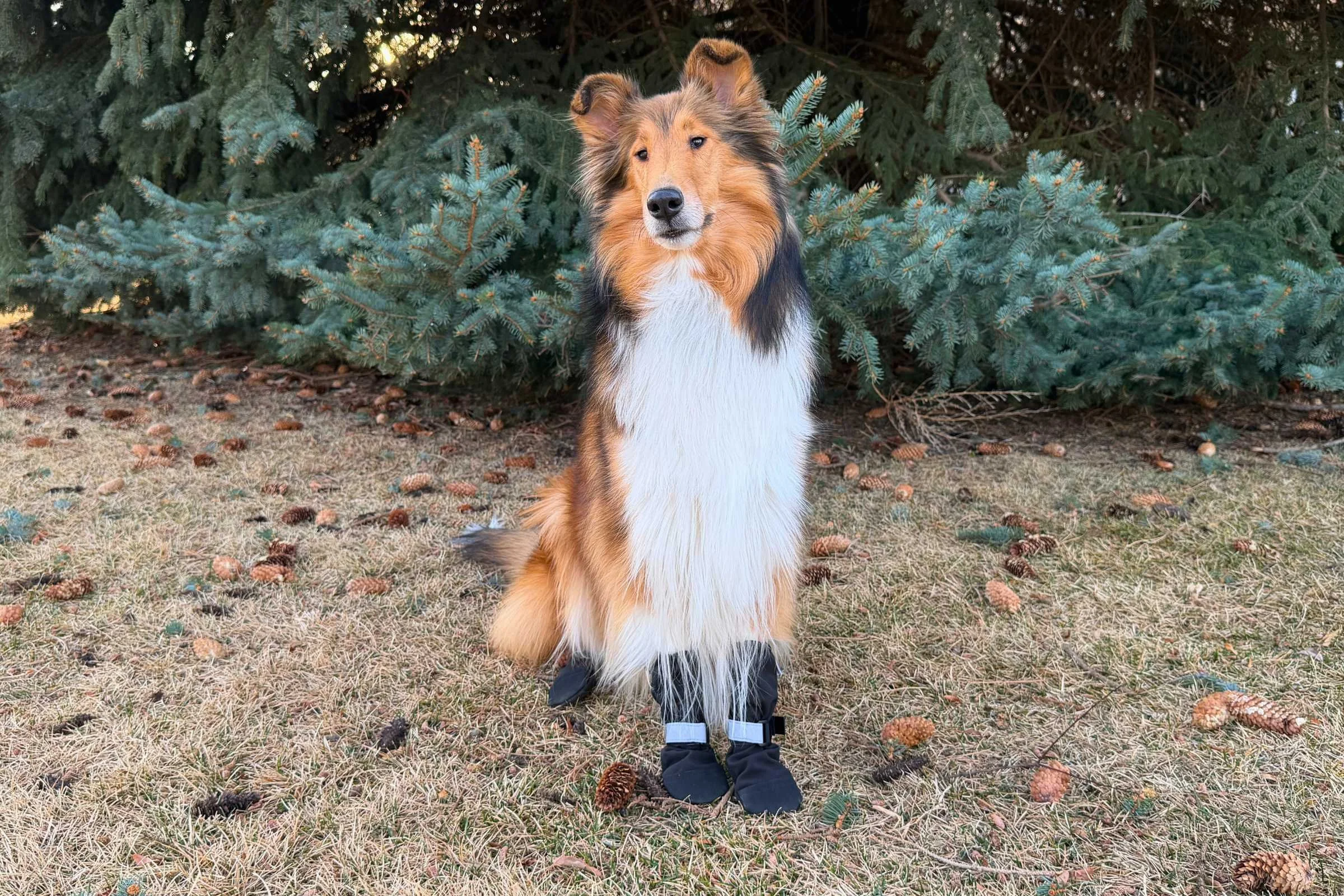   Front view of Collie sitting while wearing the Canada Pooch Soft Shield Boots  