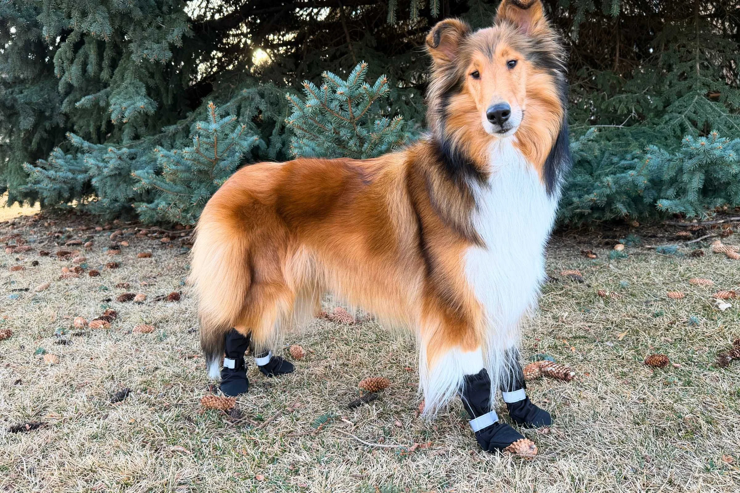   Side view of Collie wearing the Canada Pooch Soft Shield Boots  