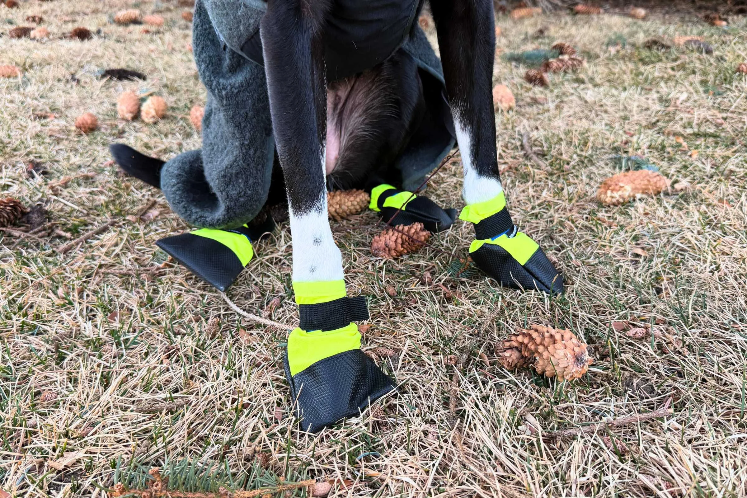   There was a bit too much fabric on the rear Wilderdog Dog Booties for our taste, but it didn’t seem to bother our tester dog.  