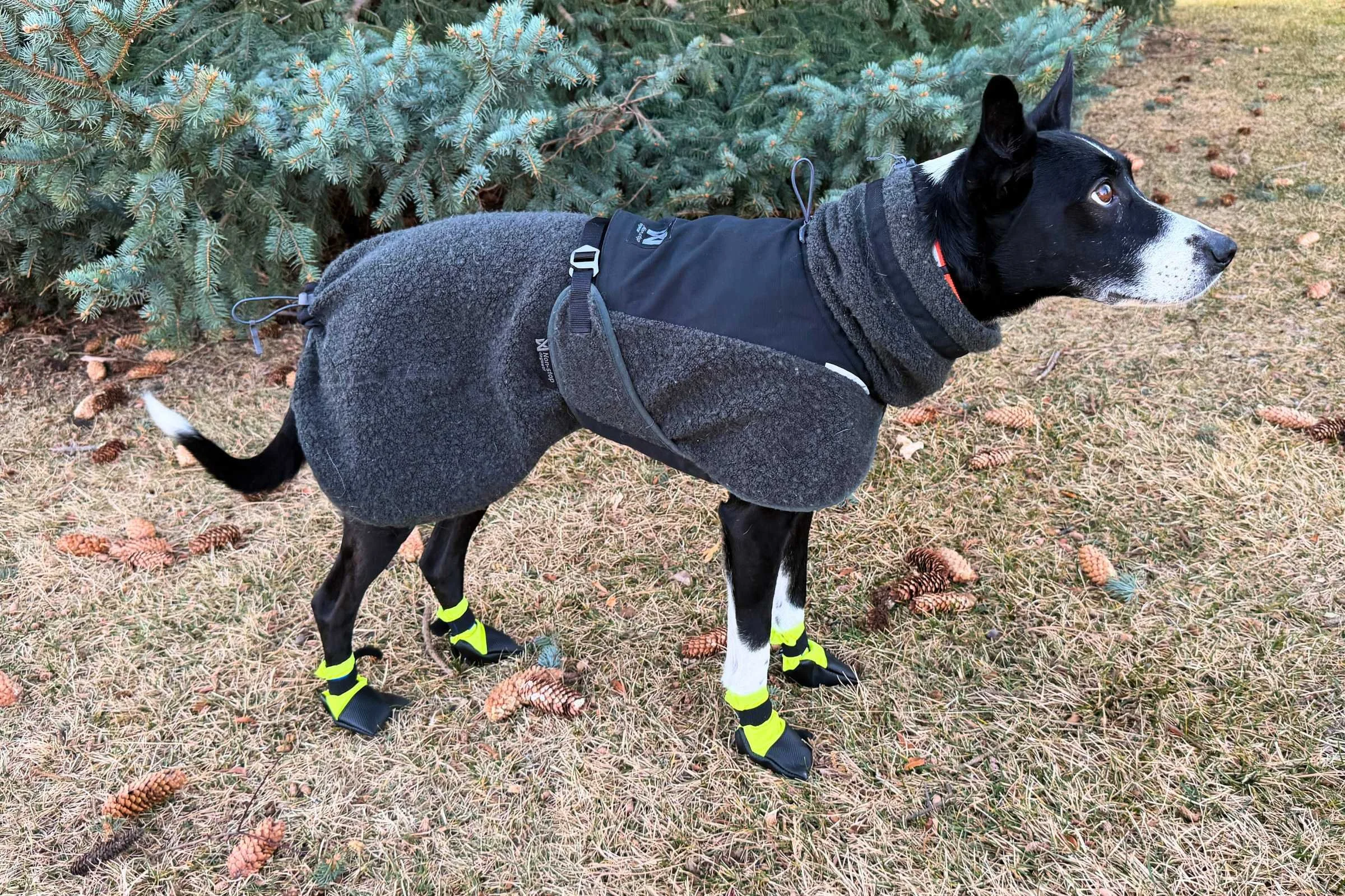   Side view of black tester dog standing wearing the Wilderdog Dog Booties  