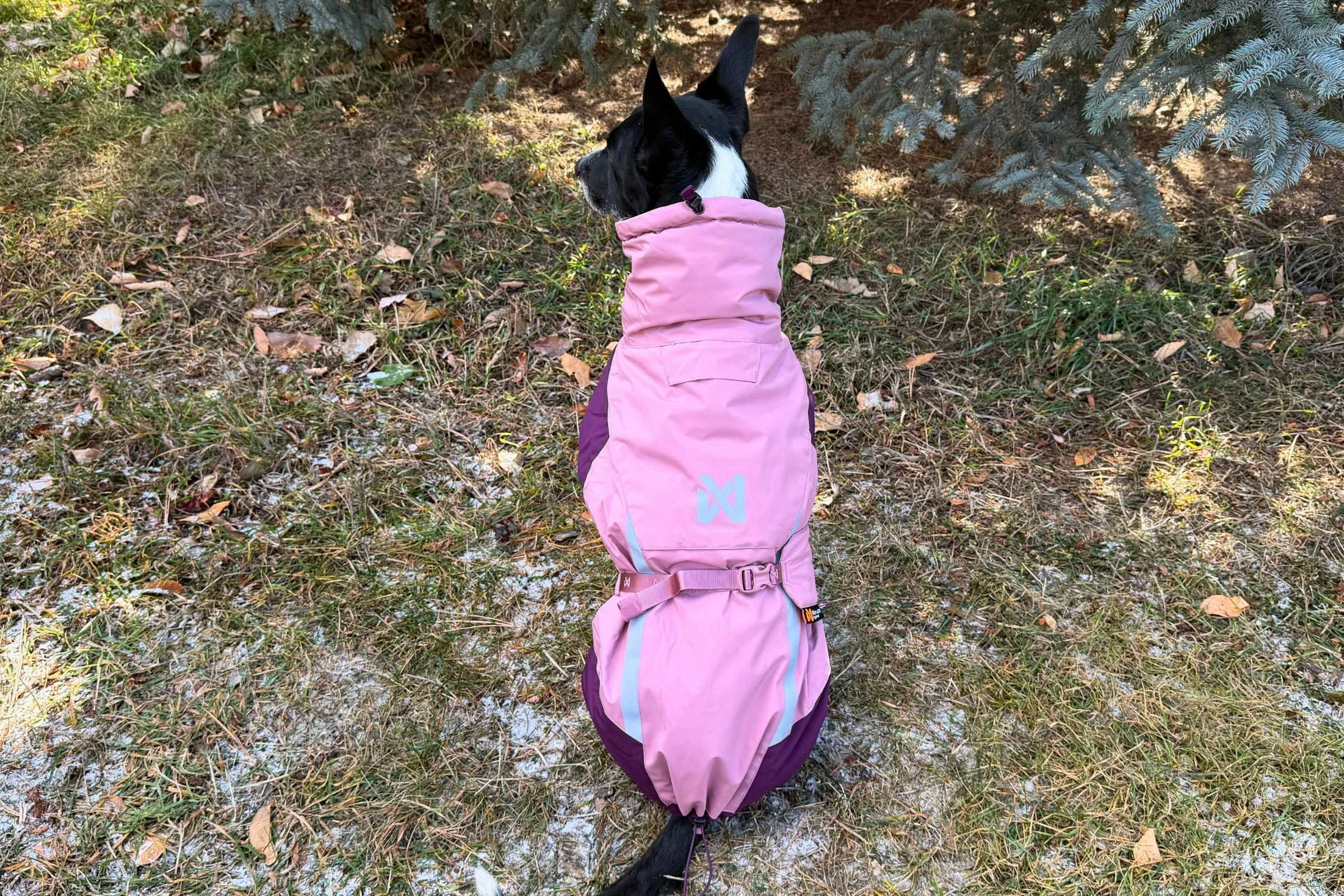   Dog sitting with his back towards the camera while wearing the Glacier 3.0.   Photo by Jae Thomas  