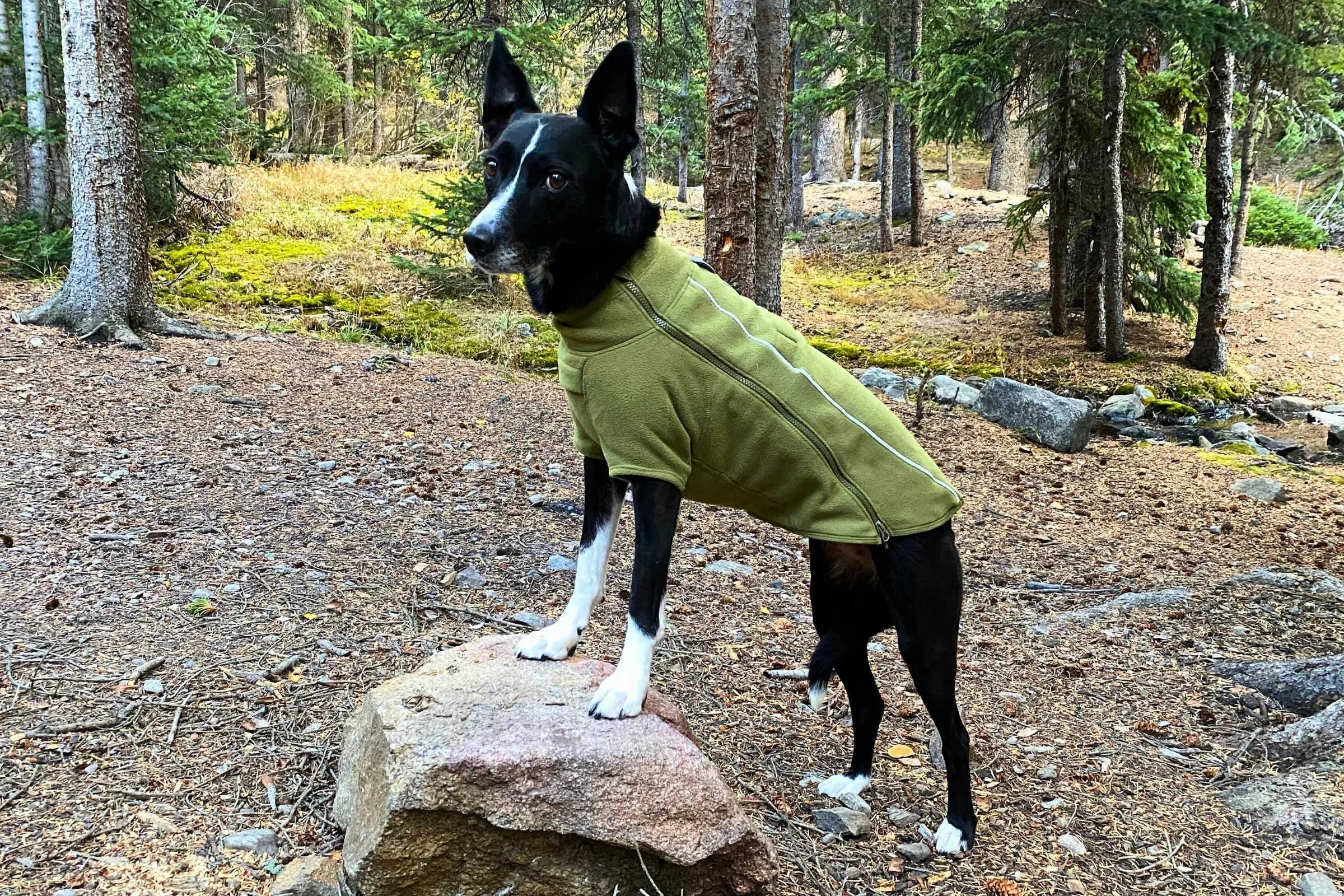   Dog posing with front paws up on a rock while modeling the Climate Changer.   Photo by Jae Thomas  