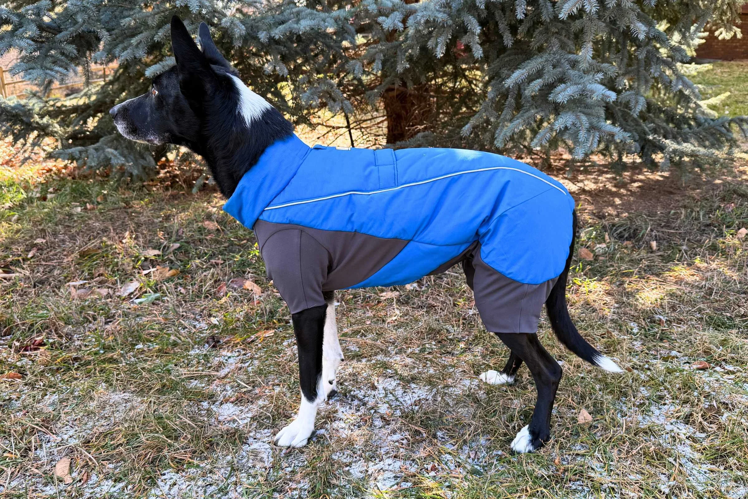   Side view of dog standing while wearing the Ruffwear Vert Coverall.   Photo by Jae Thomas  