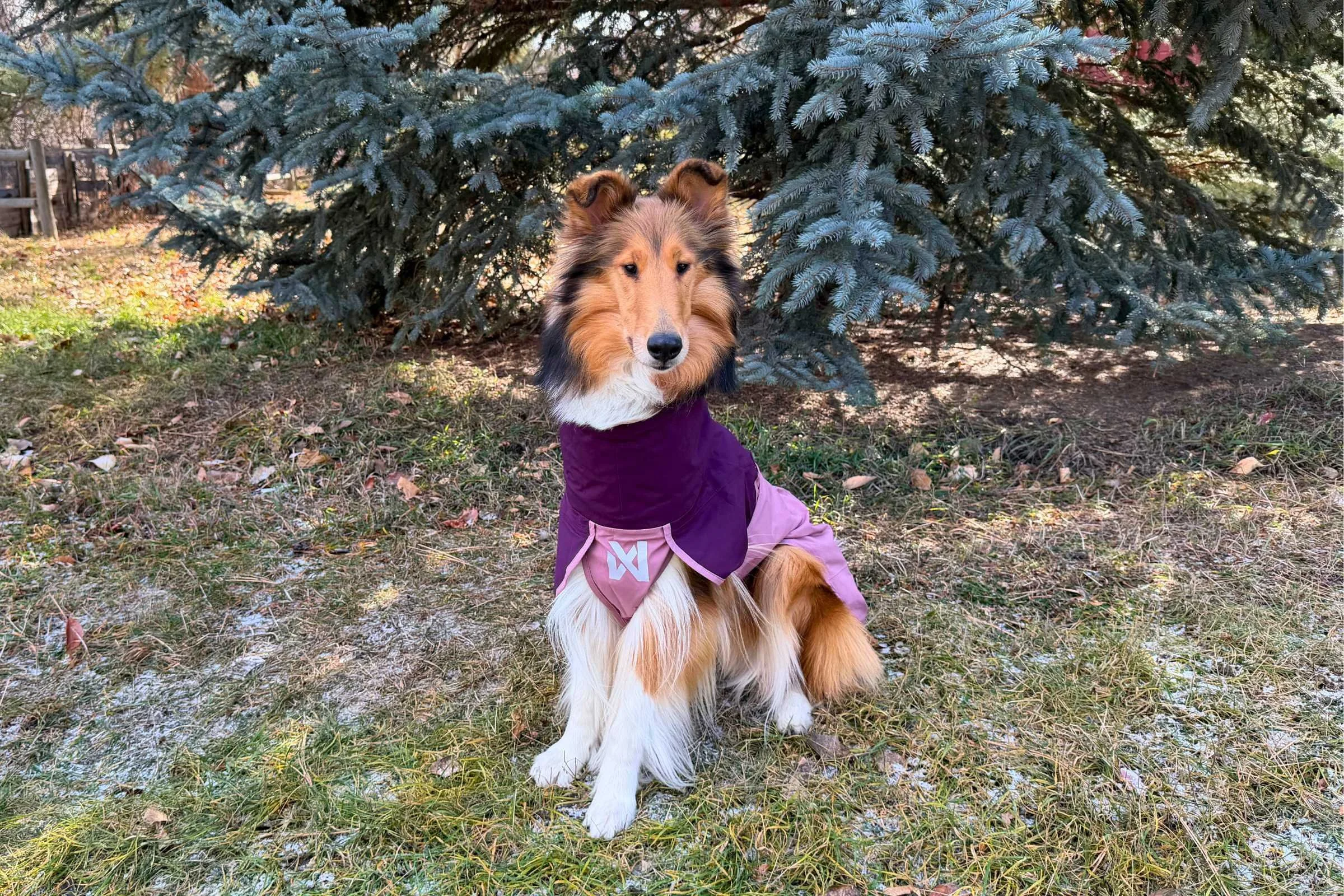   Collie sitting facing the camera wearing the Non-stop Dogwear Fjord Raincoat 2.0.   Photo by Jae Thomas  