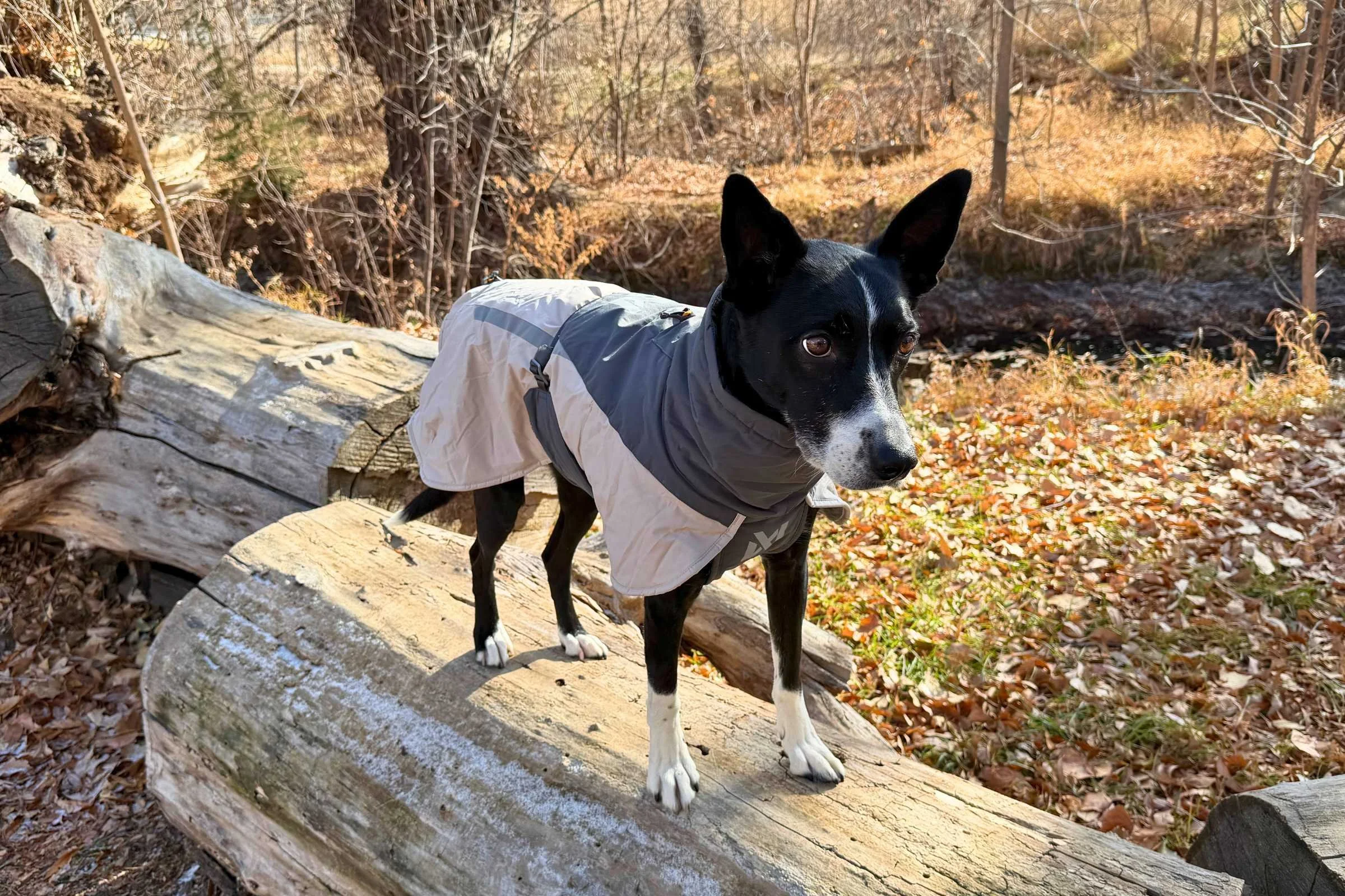   Dog standing on a log modeling the Non-stop Glacier Wool Jacket 3.0.   Photo by Jae Thomas  