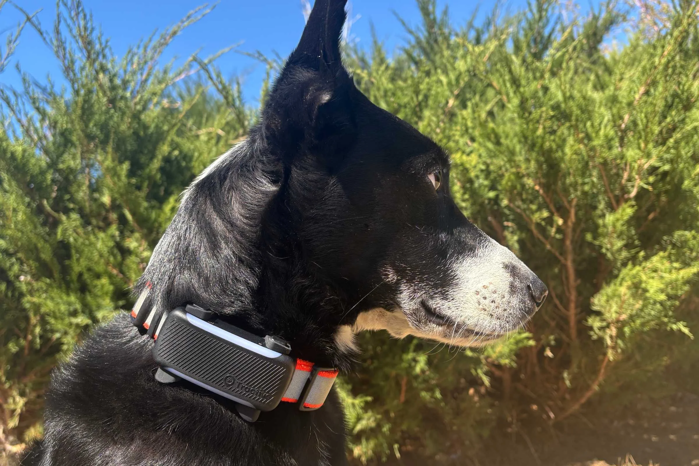   Black dog wearing the Tractive XL device.  
