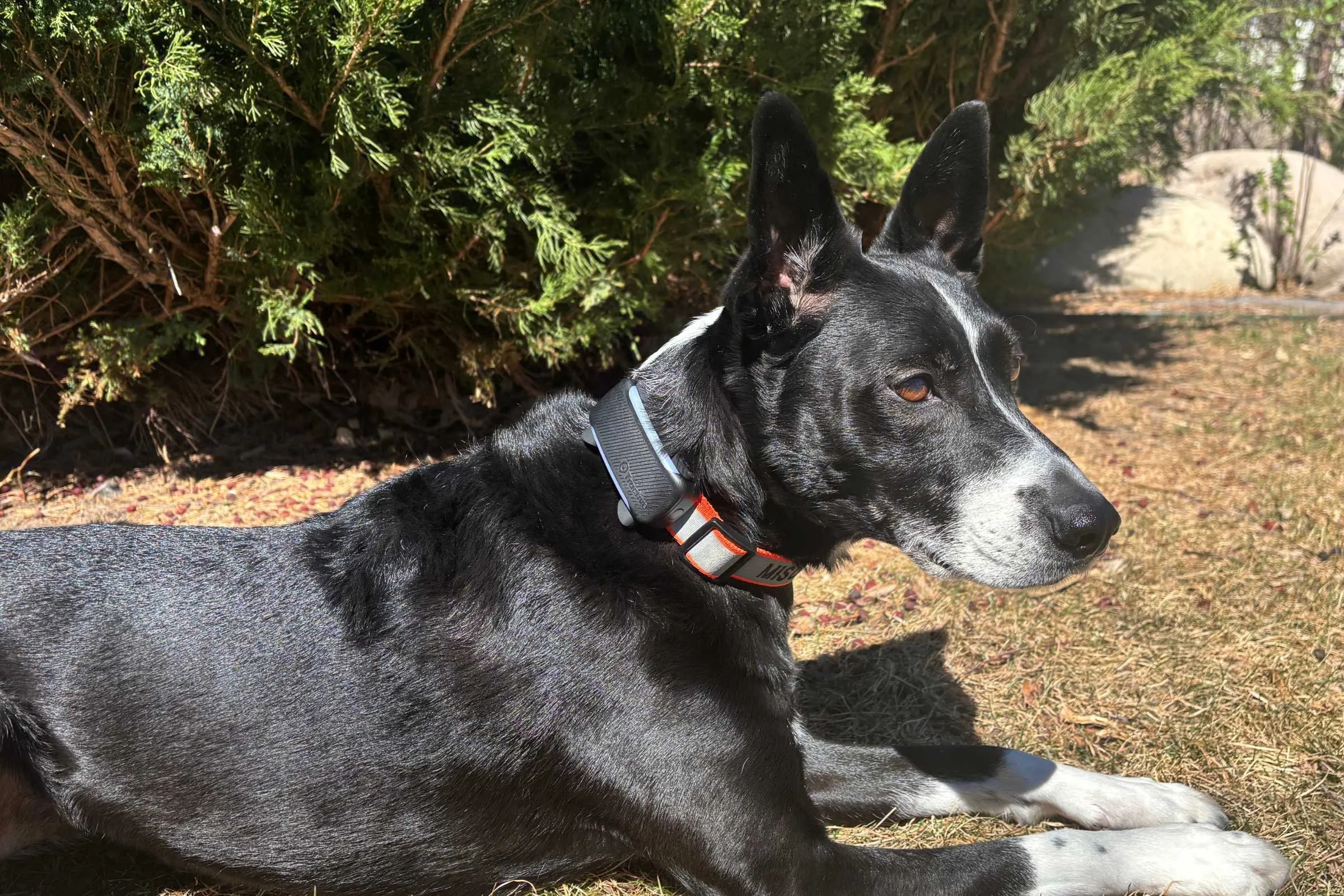   The Tractive XL device is a bit bulky/heavy for dogs under 50 pounds.&nbsp;  