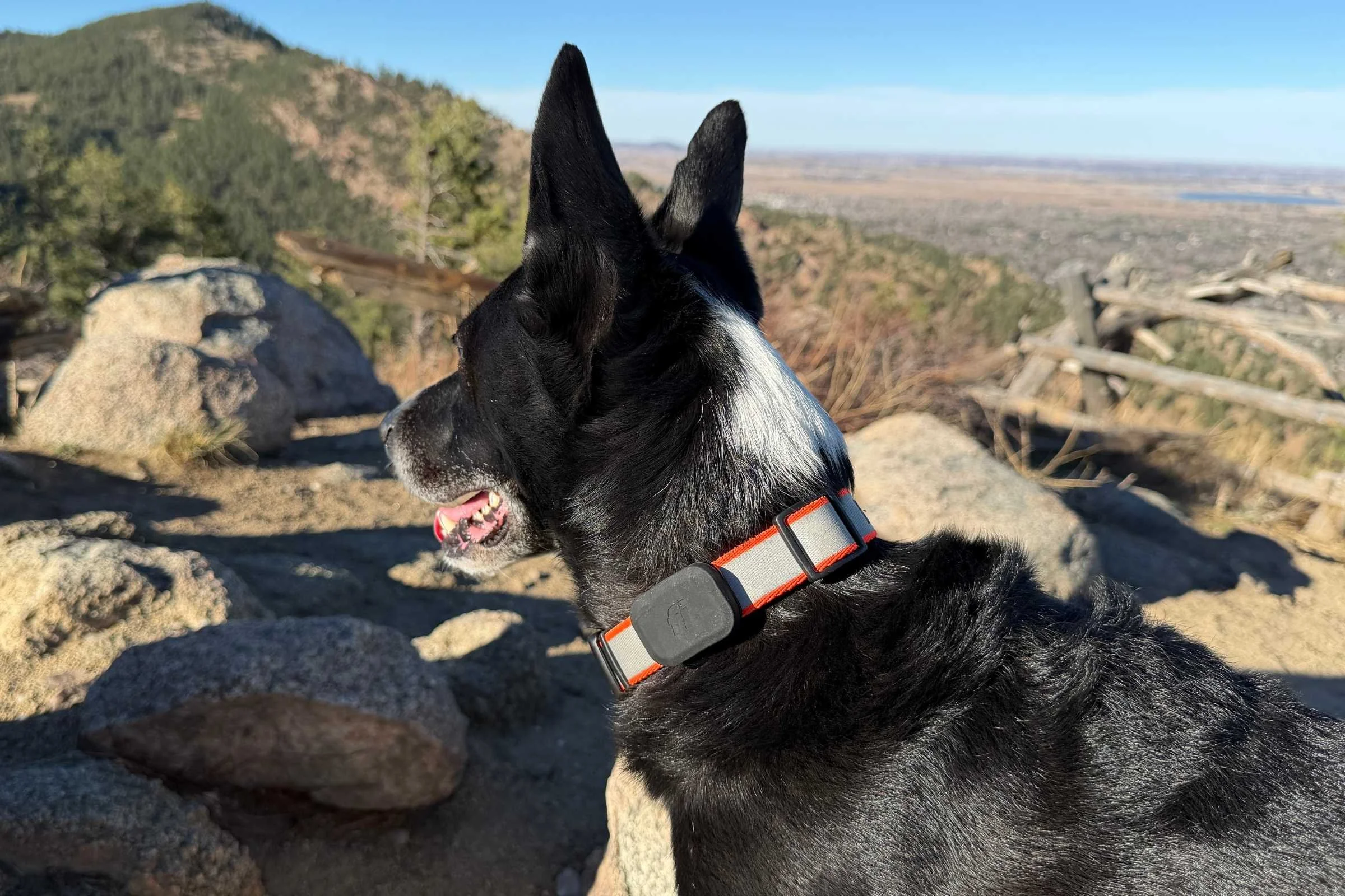   Black dog with white markings wearing the Fi mini  