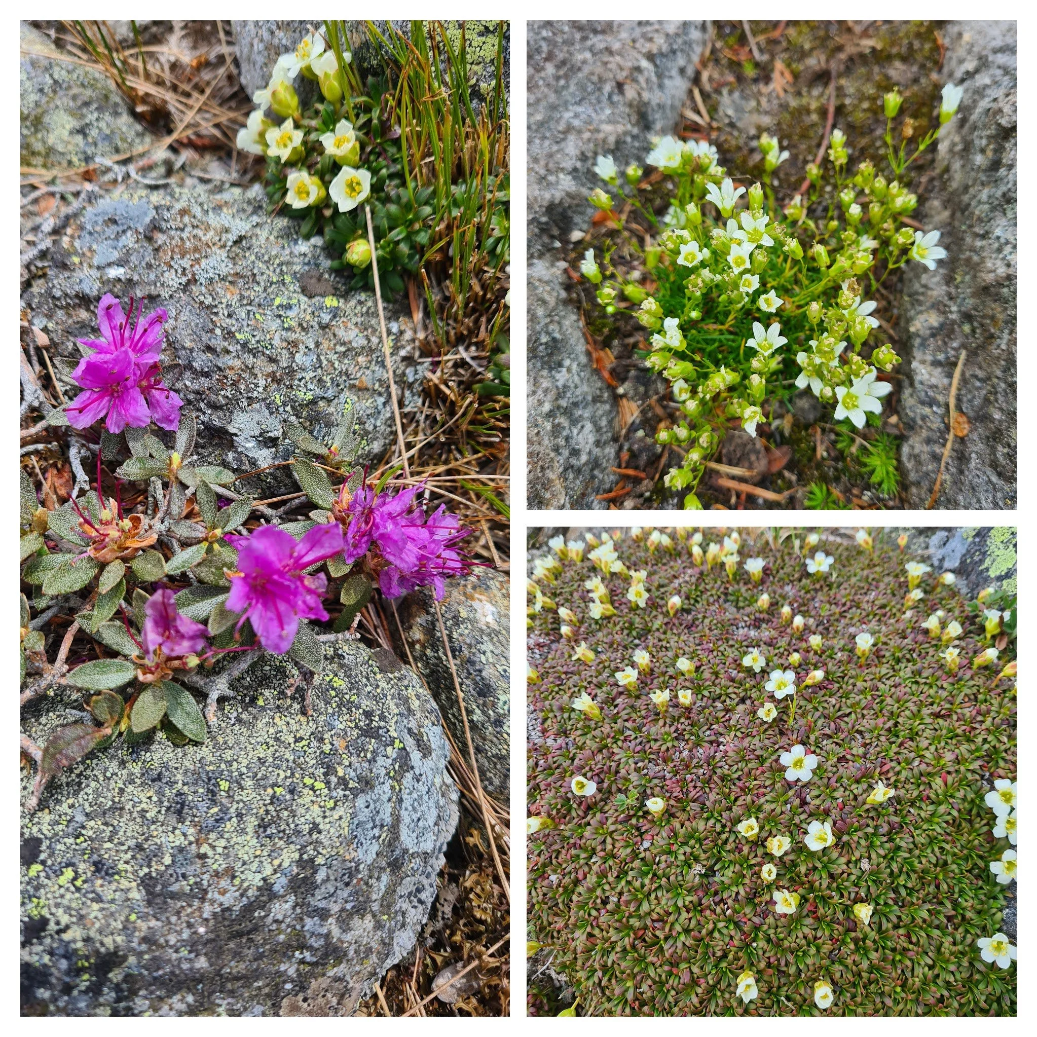   Alpine wildflowers growing among rocks along the Presidential Traverse Trail.  