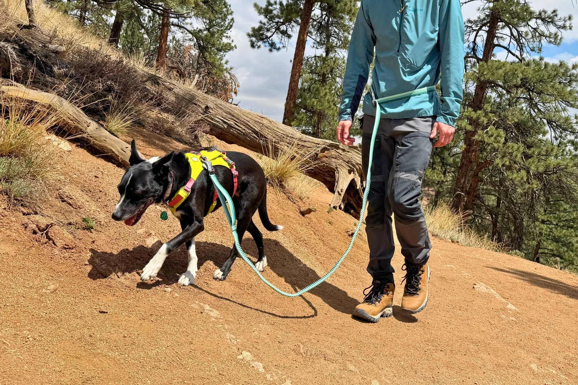 best hands free dog leash 2019 Nice Paws Hands-Free Bungee Reflective Leash – Gralen Company