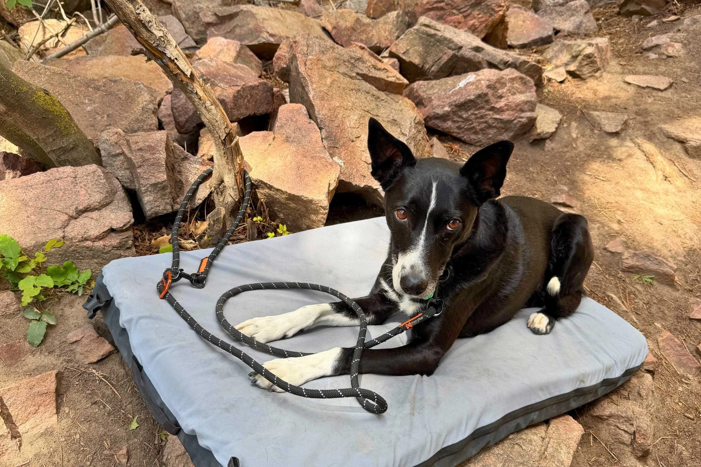   This leash is great to hitch your dog to a tree when camping or climbing.  