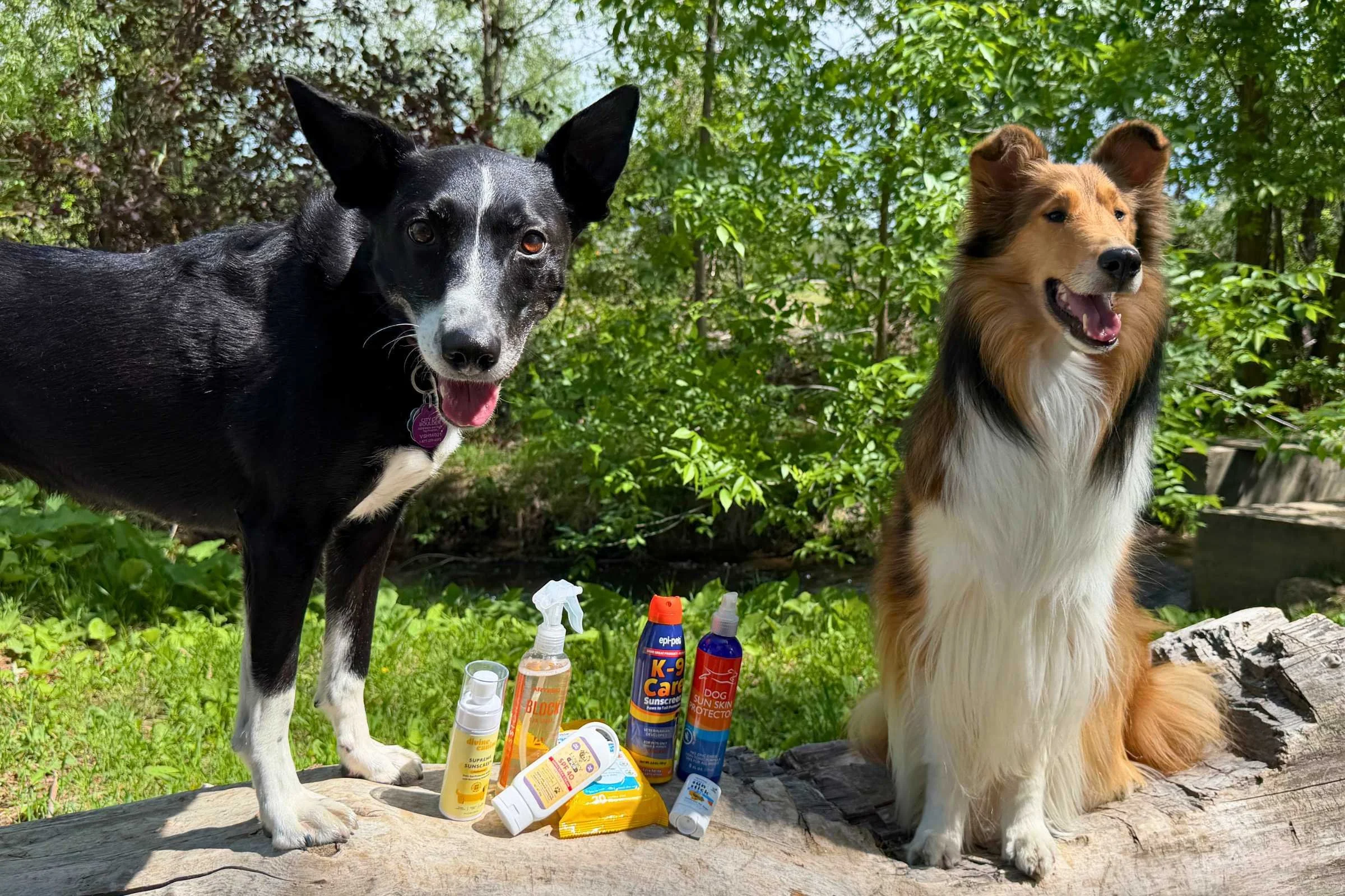 Best Dog Sunscreen of 2026
