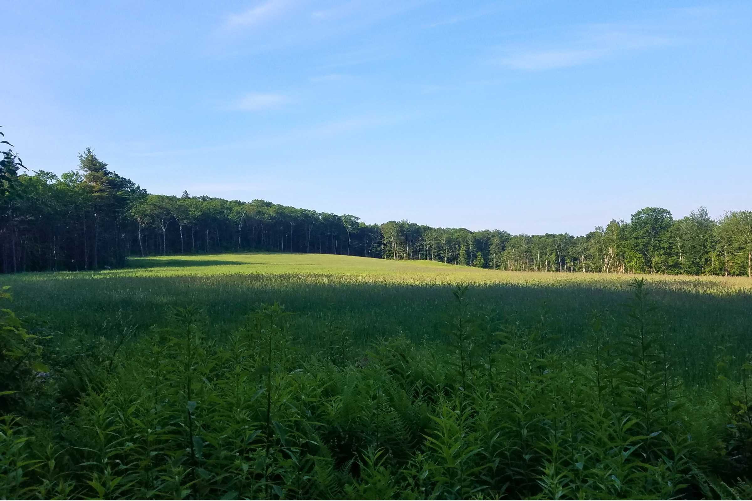   An open forest meadow on the Greenway.   Photo by Aubri Drake.  