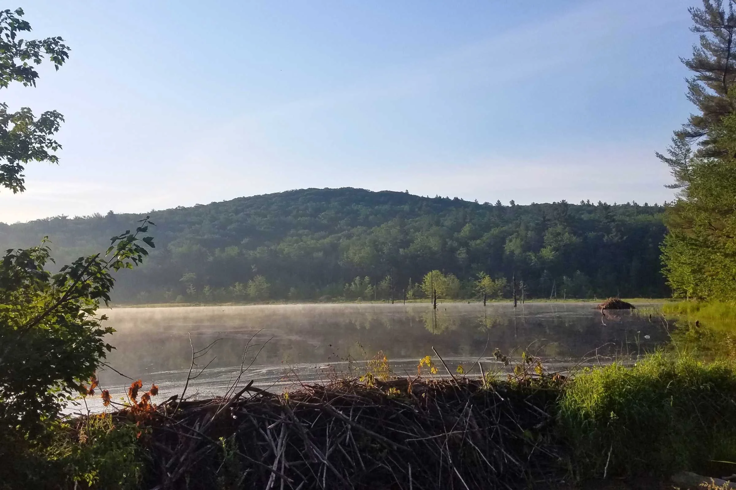   Early morning sun on a beaver lodge.   Photo by Aubri Drake.  