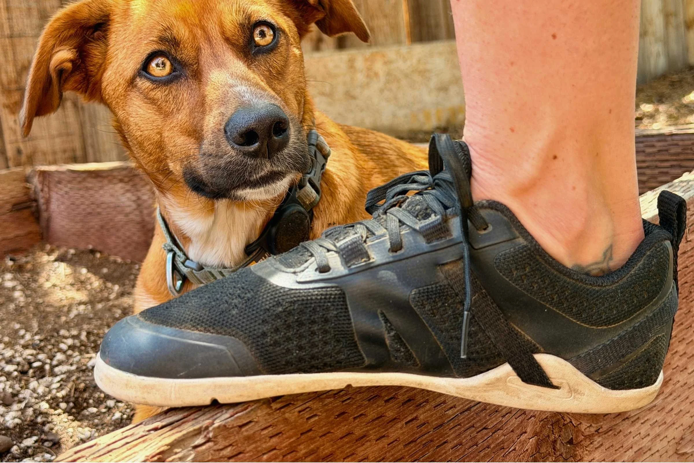   Xero Shoes Prio Neo next to a dog outdoors  