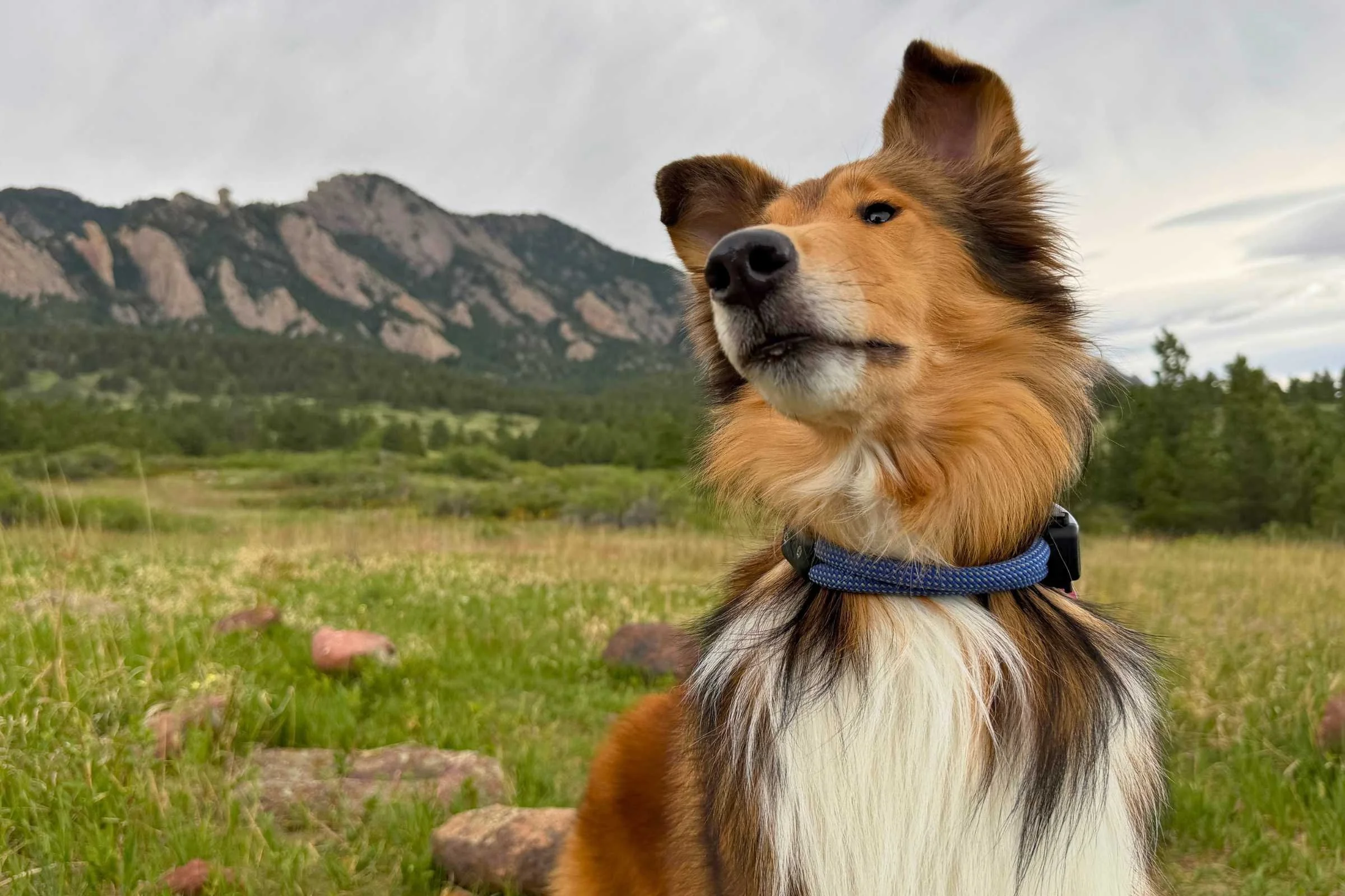 Best Dog Collars of 2026