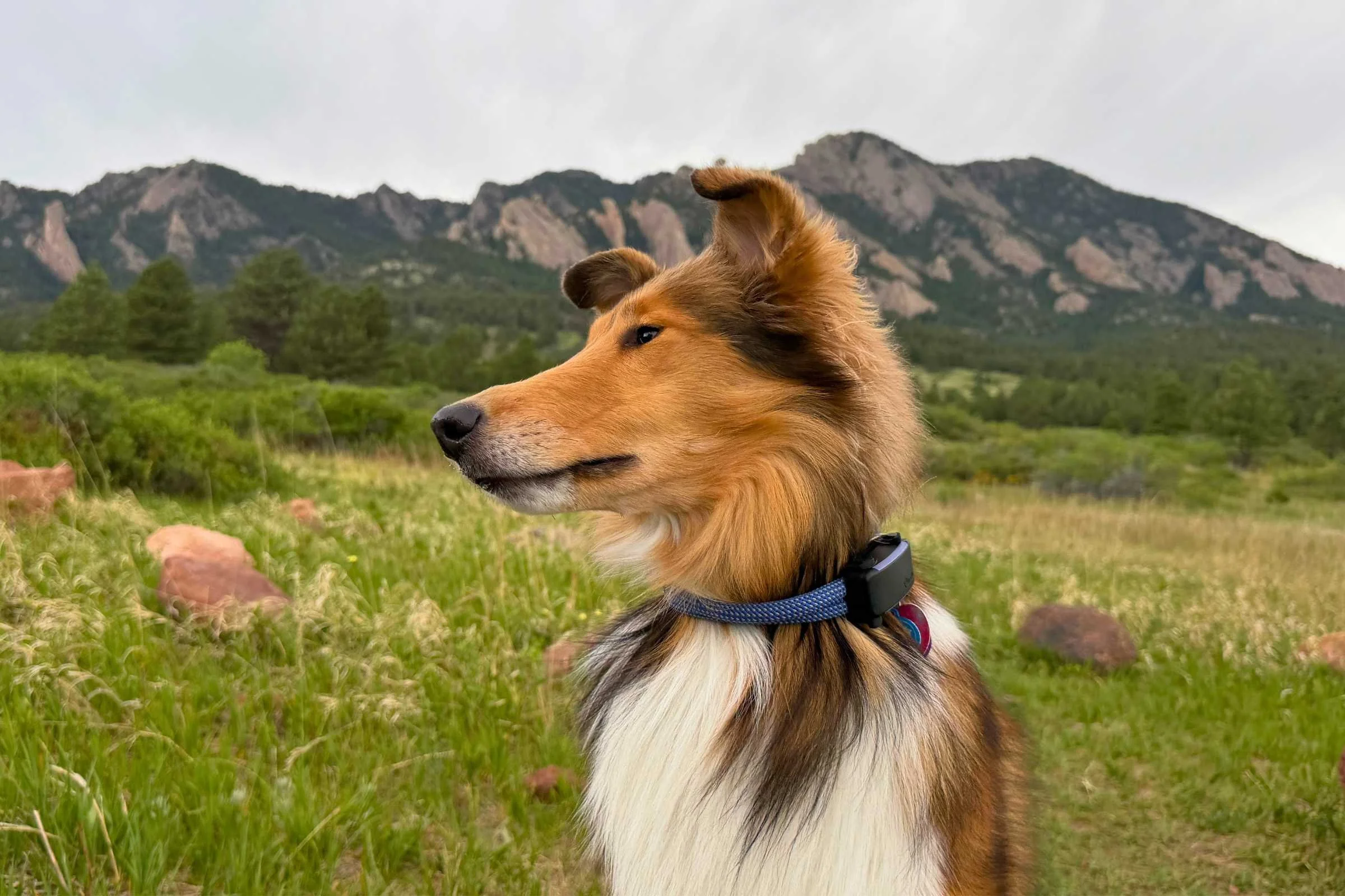Tractive Dog 6 GPS Tracker Review