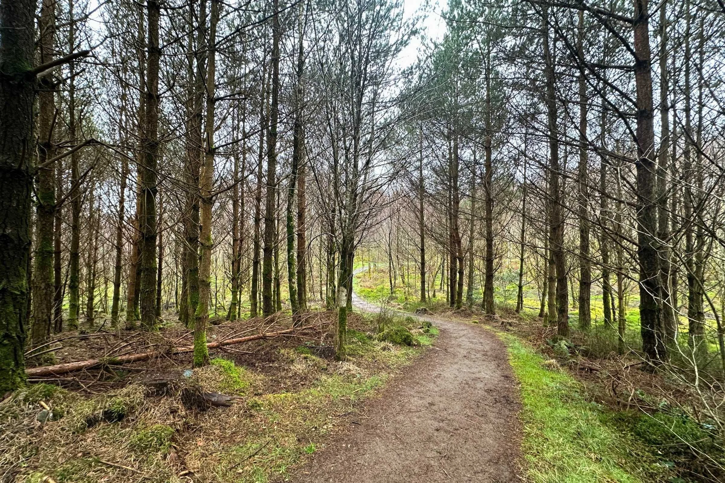 West-Highland-Way-WTG-Day-2-wooded-trail.jpg
