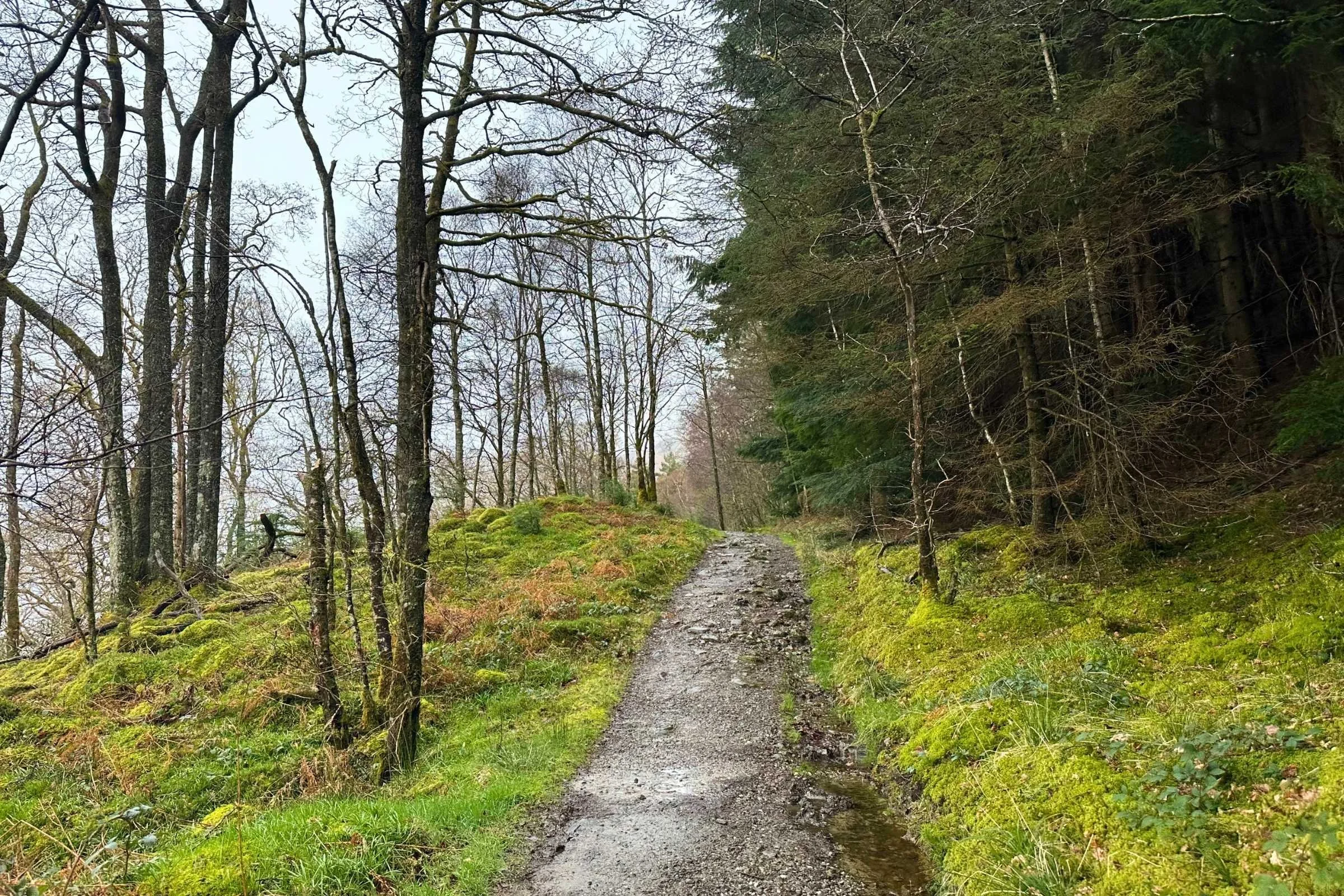 West-Highland-Way-WTG-Day-3-Loch-Lomond-adjacent.jpg