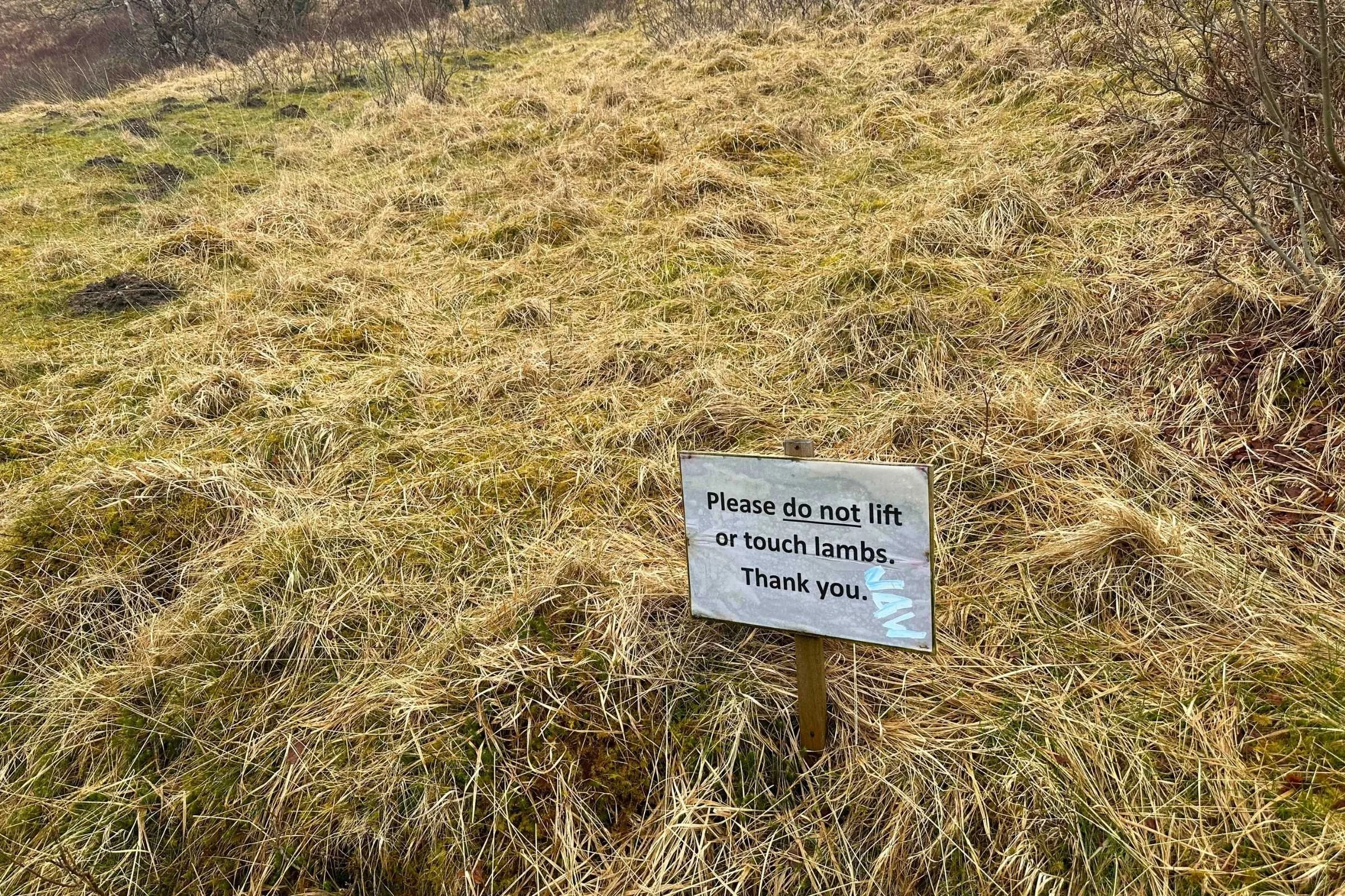 West-Highland-Way-WTG-Day-4-dont-lift-lambs.jpg