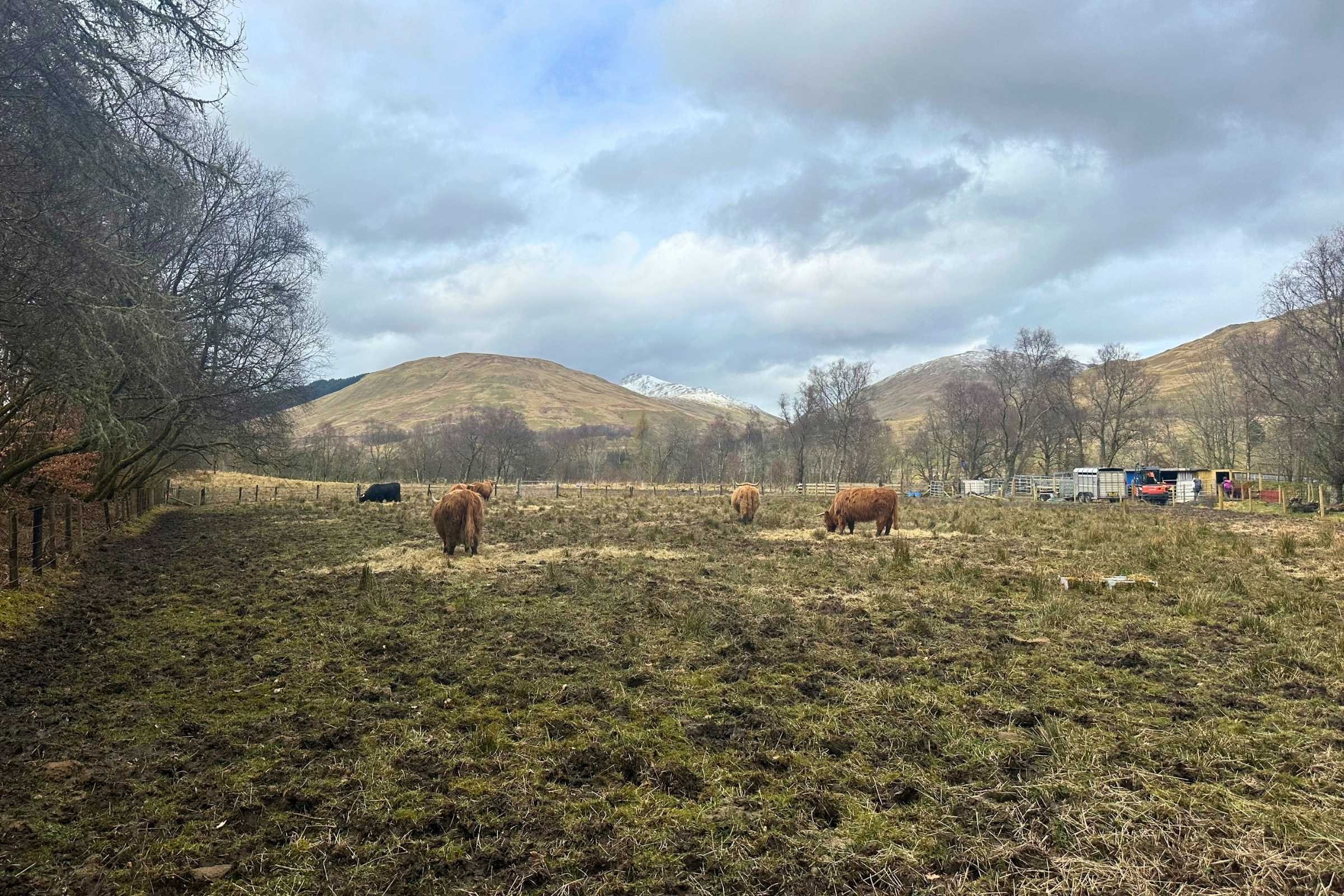 West-Highland-Way-WTG-Day-4-trailside-highland-cows.jpg