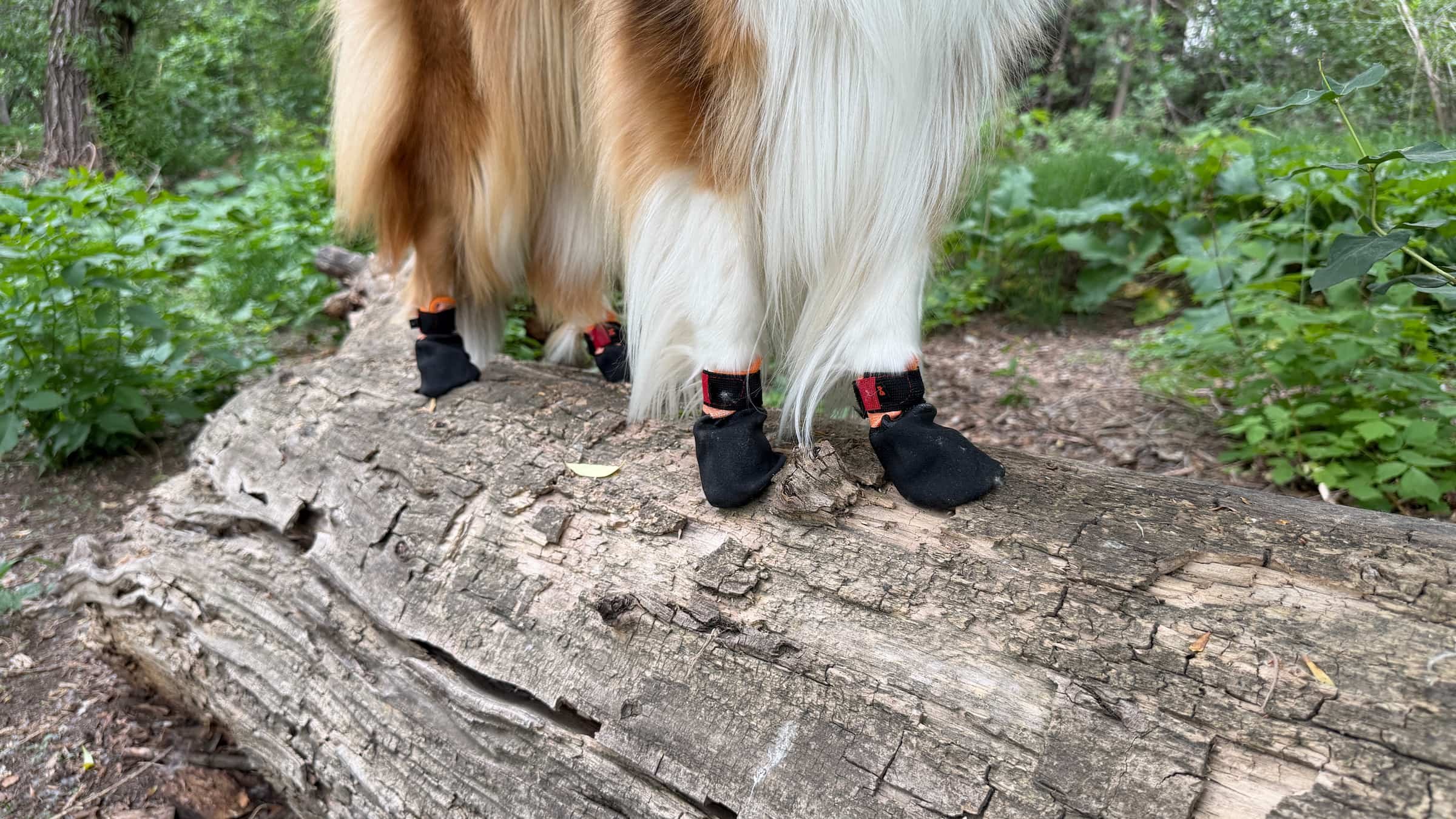 Best Dog Shoes and Boots of 2026