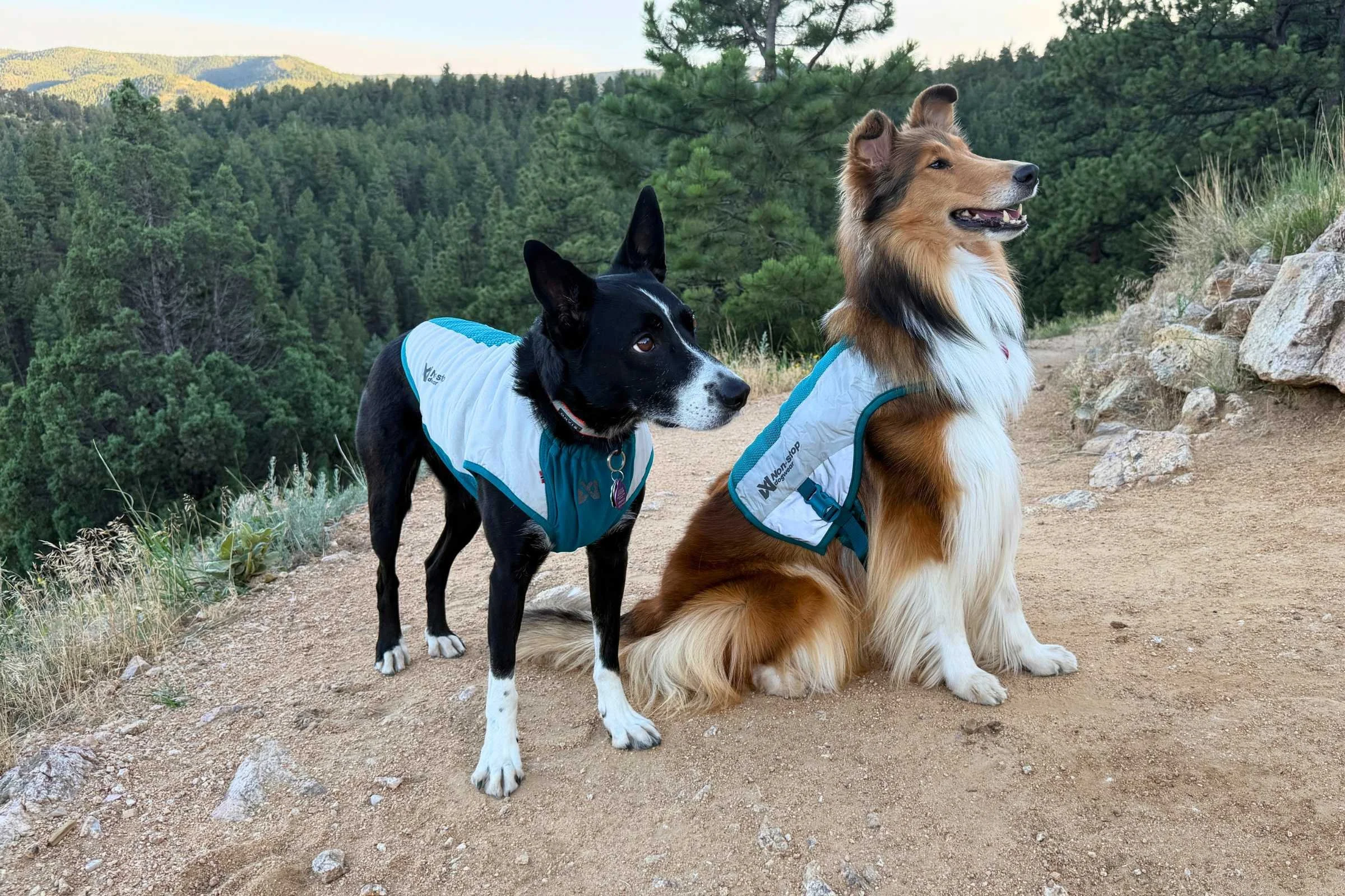 Best Dog Cooling Vests of 2026