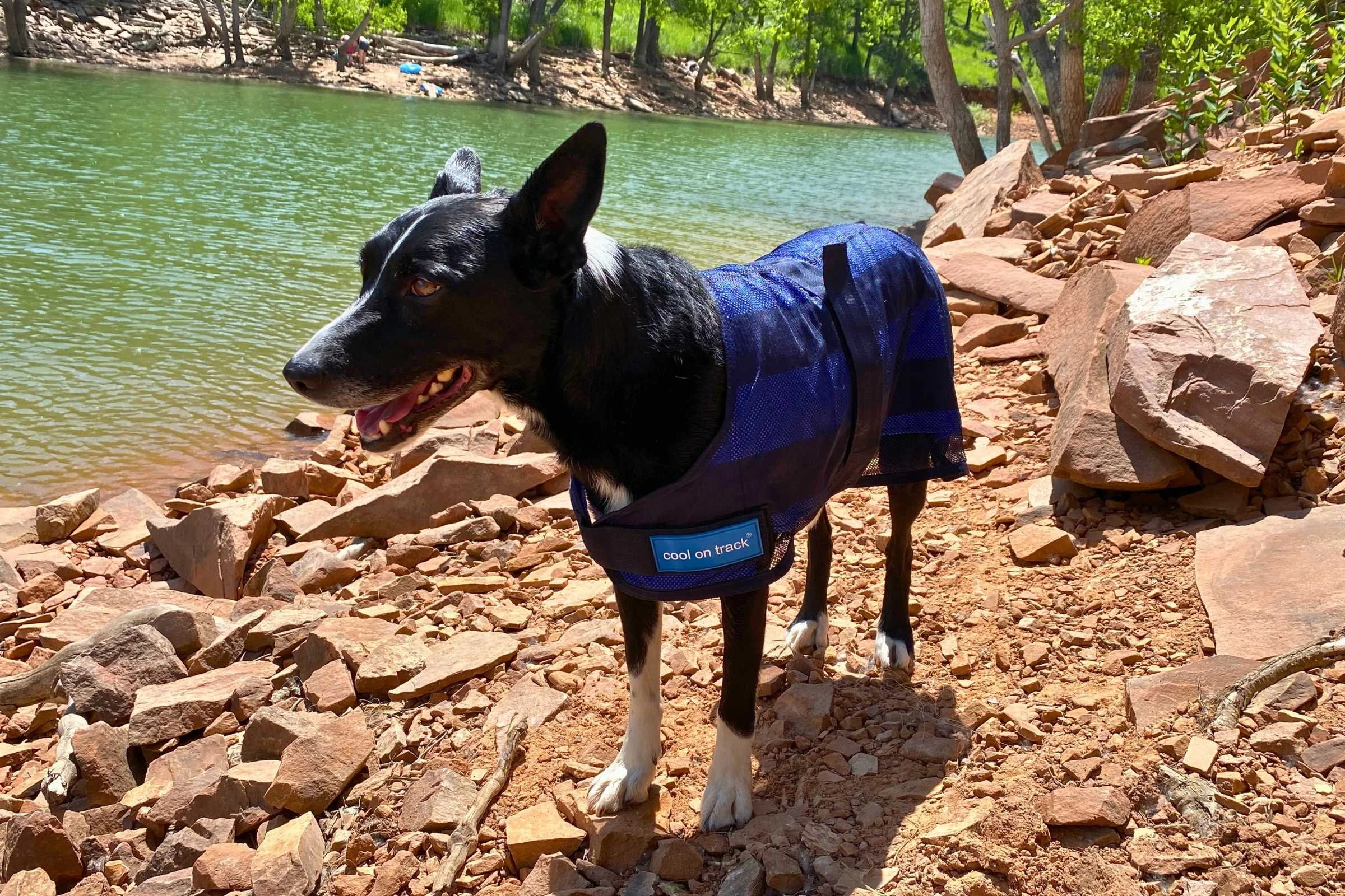   Cool on Track dog cooling coat on a dog on trail by water  