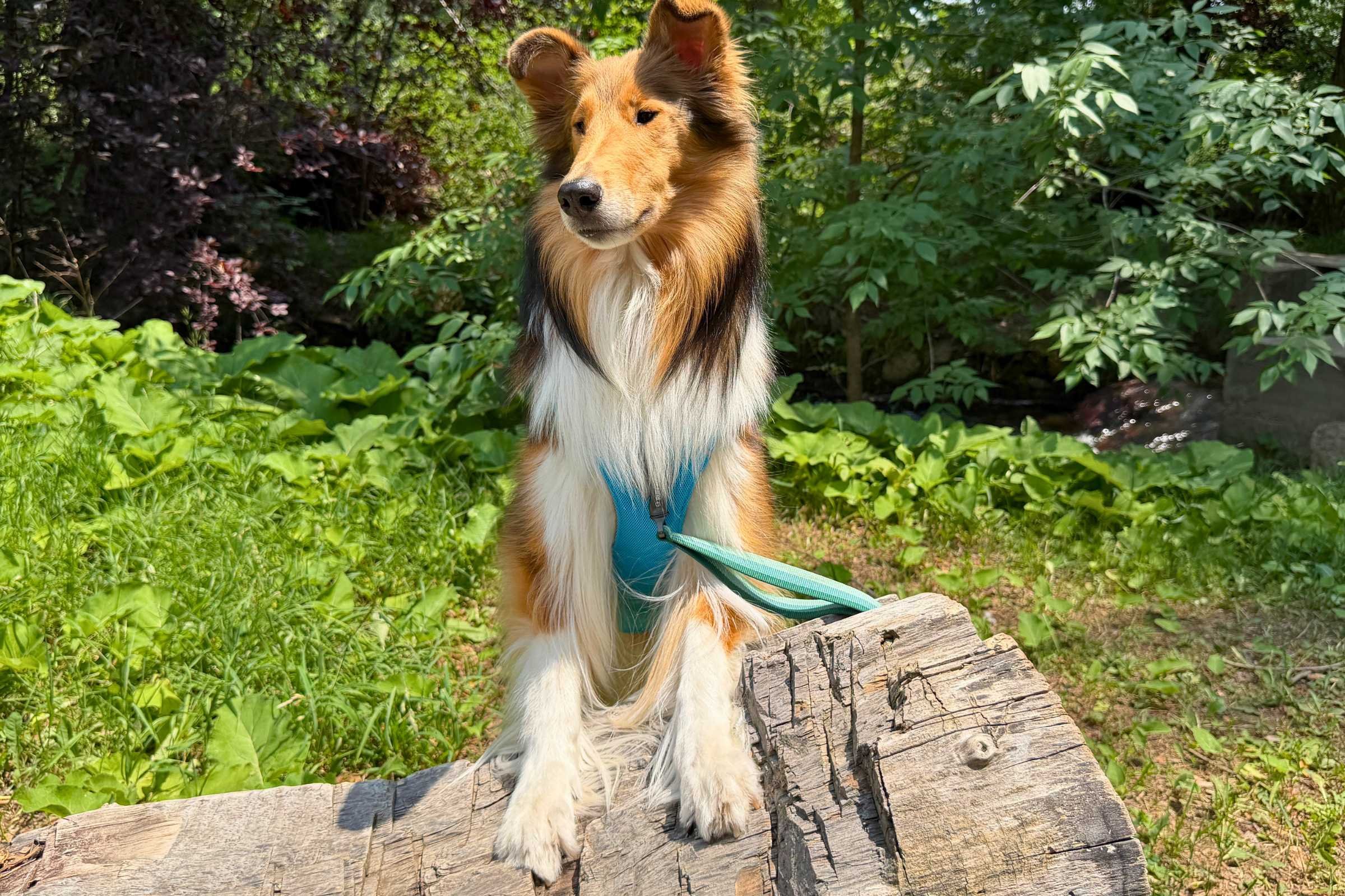   Walking on hot days are made so much more available with the Ruffwear Swamp Cooler Dog Cooling Harness. Here our test collie is enjoying showing off her cooling harness while posing on a log.  