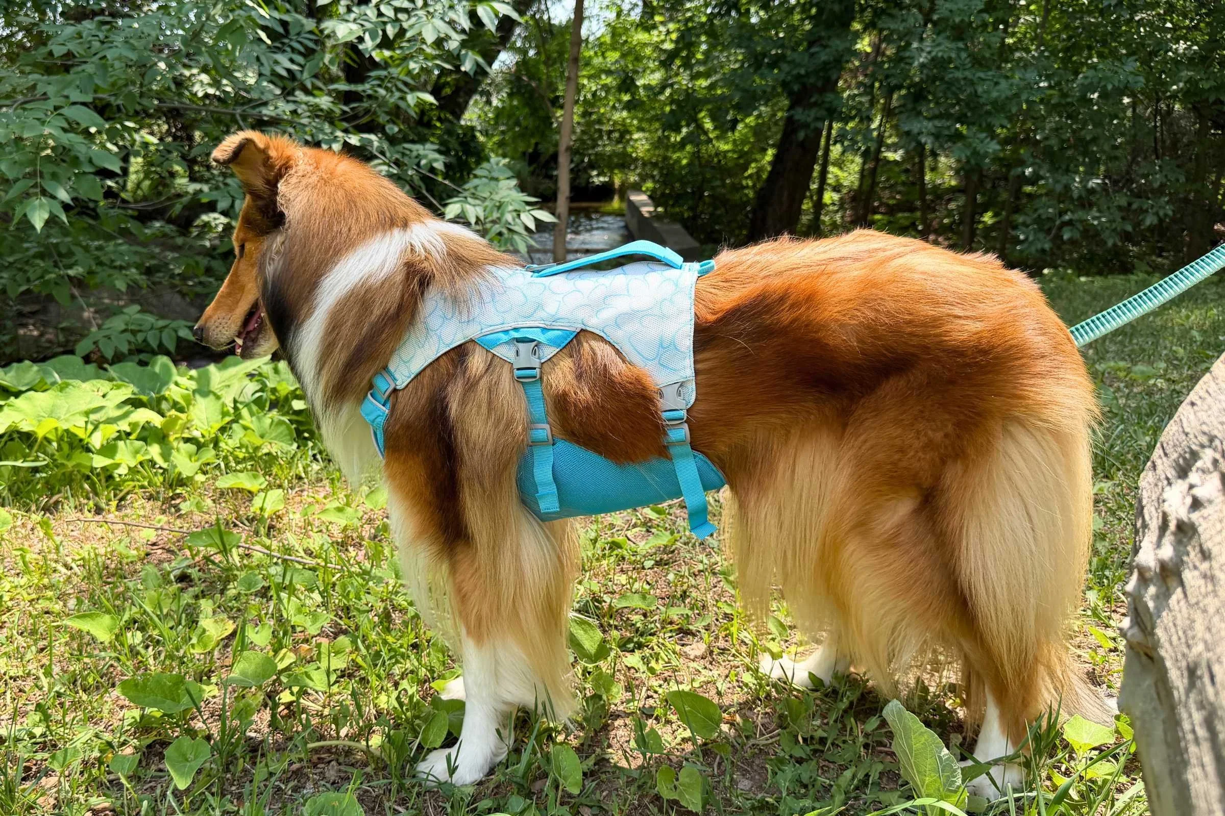   The Ruffwear Swamp Cooler Dog Cooling Harness is the best of both worlds. The harness makes it easy to take your dog on leashed walks on hot days.  
