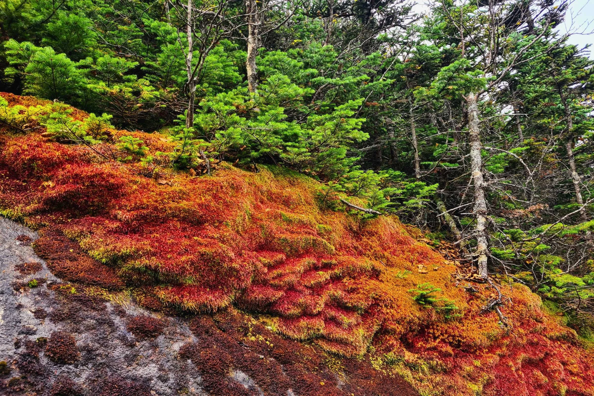   The Adirondacks can have colorful, rare, and unique mosses and lichen!   Photo by Aubri Drake.  