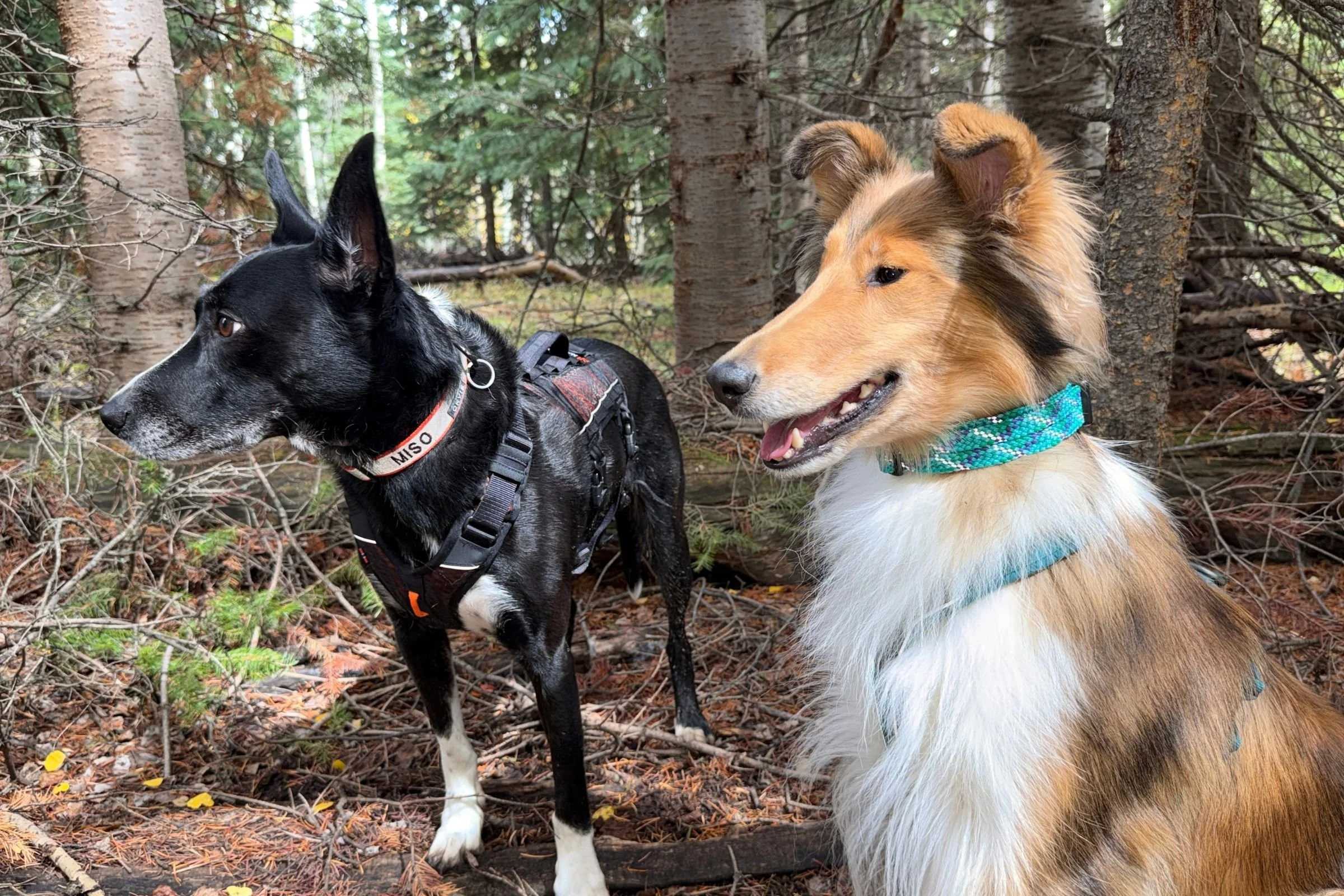 Best Reflective Dog Collars of 2026