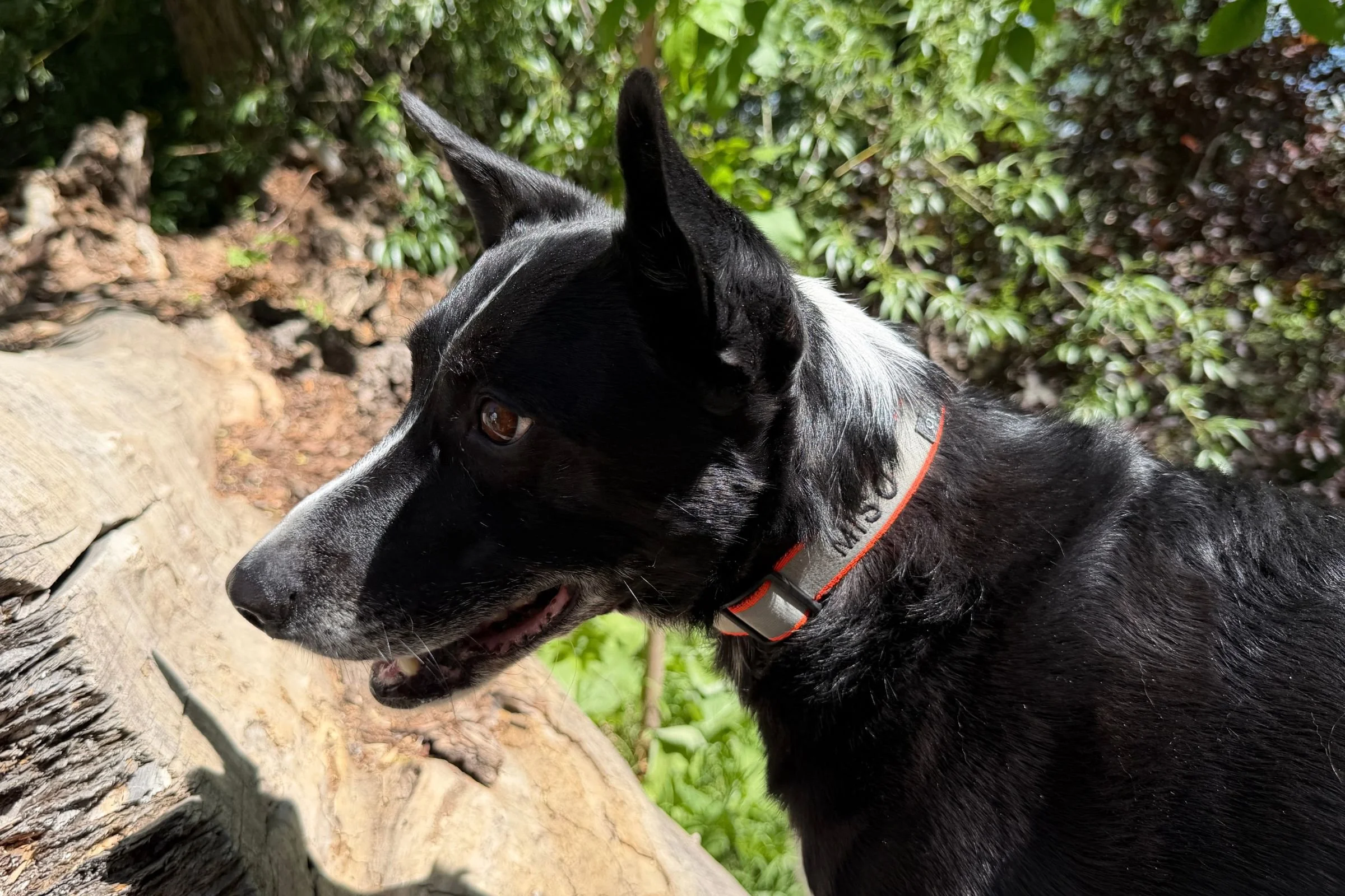   The Orvis Personalized Reflective Dog Collar on our test dog, Miso.  