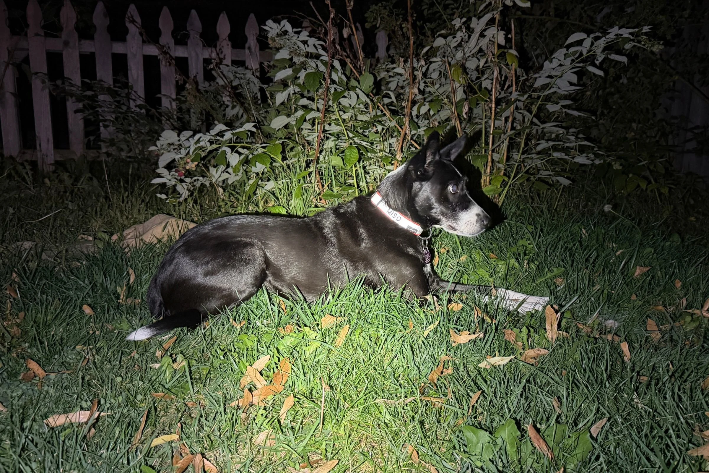   Black dog wearing Orvis Personalized Reflective Dog Collar at night, showing the reflectiveness of the dog collar  