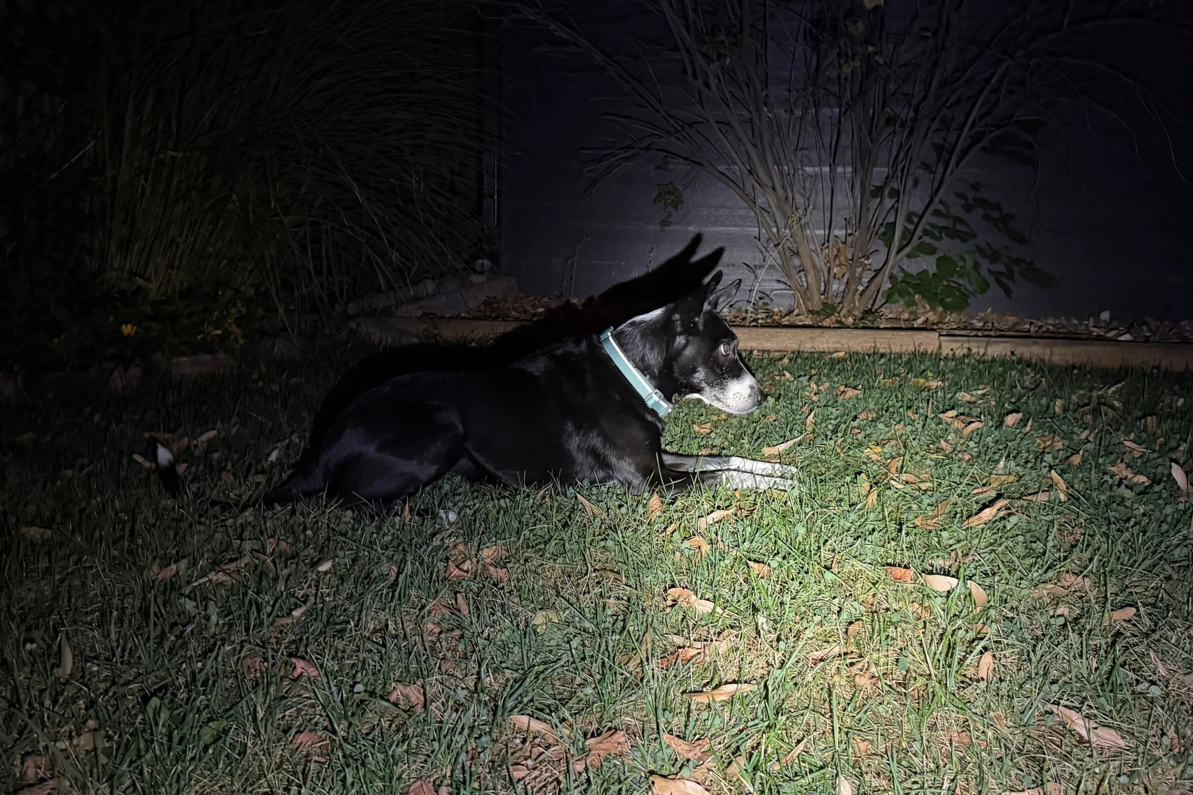   The Ruffwear Web Reaction Collar on our test dog, Miso, at night  