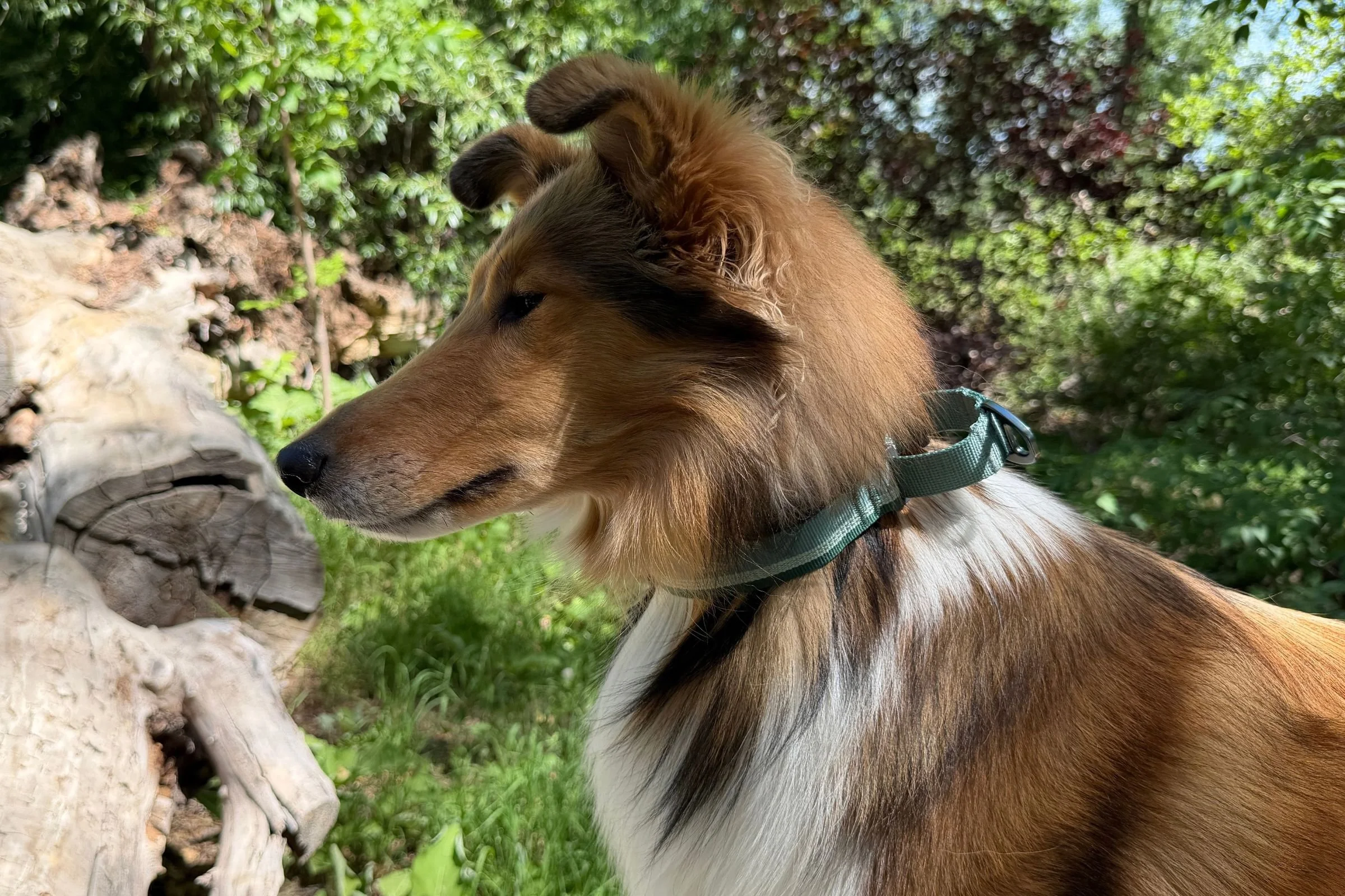   Collie wearing the Ruffwear Web Reaction Martingale Dog Collar  
