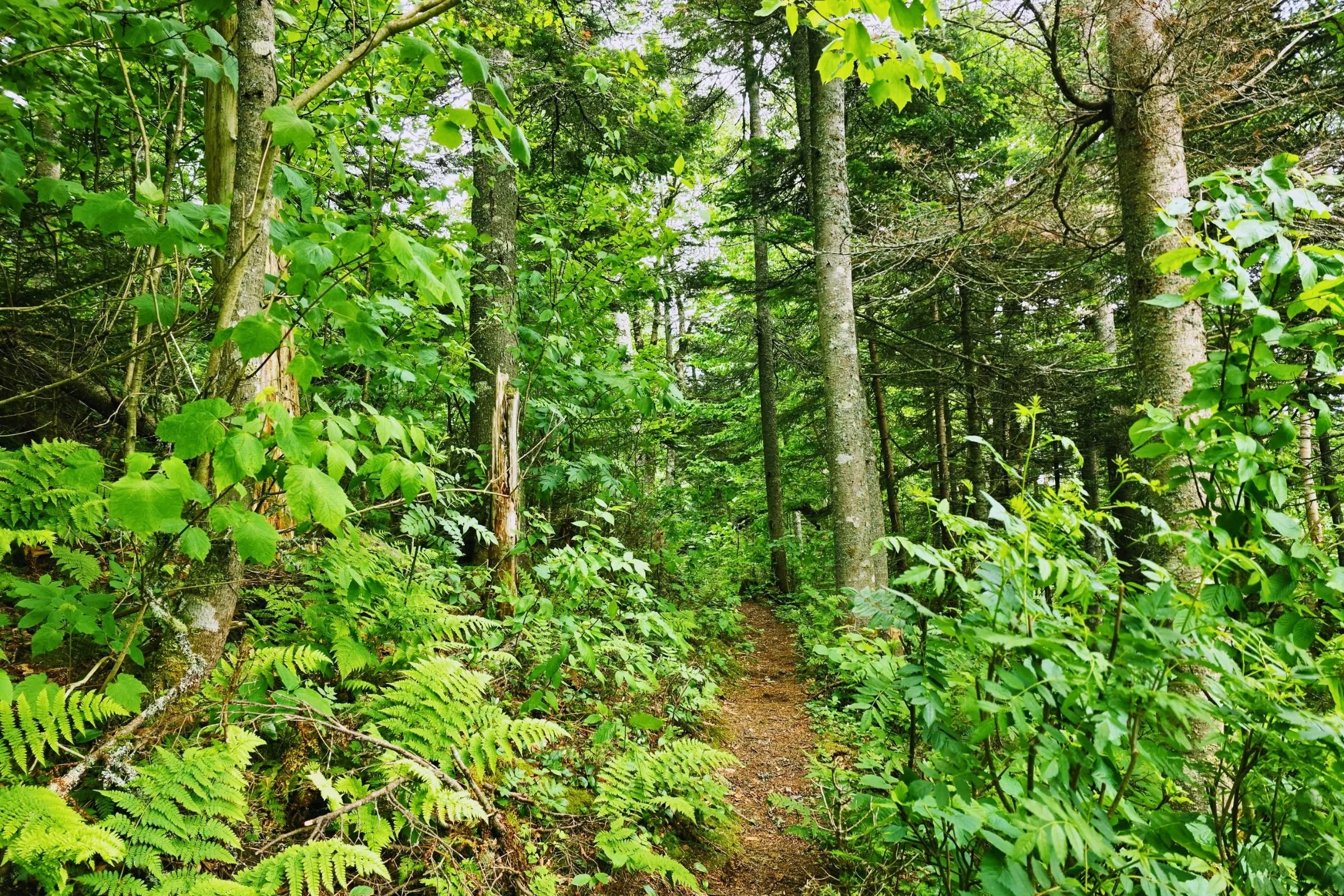   The east side of the Grafton Loop Trail is smoother and has more deciduous trees than the west side.   Photo by Aubri Drake . 