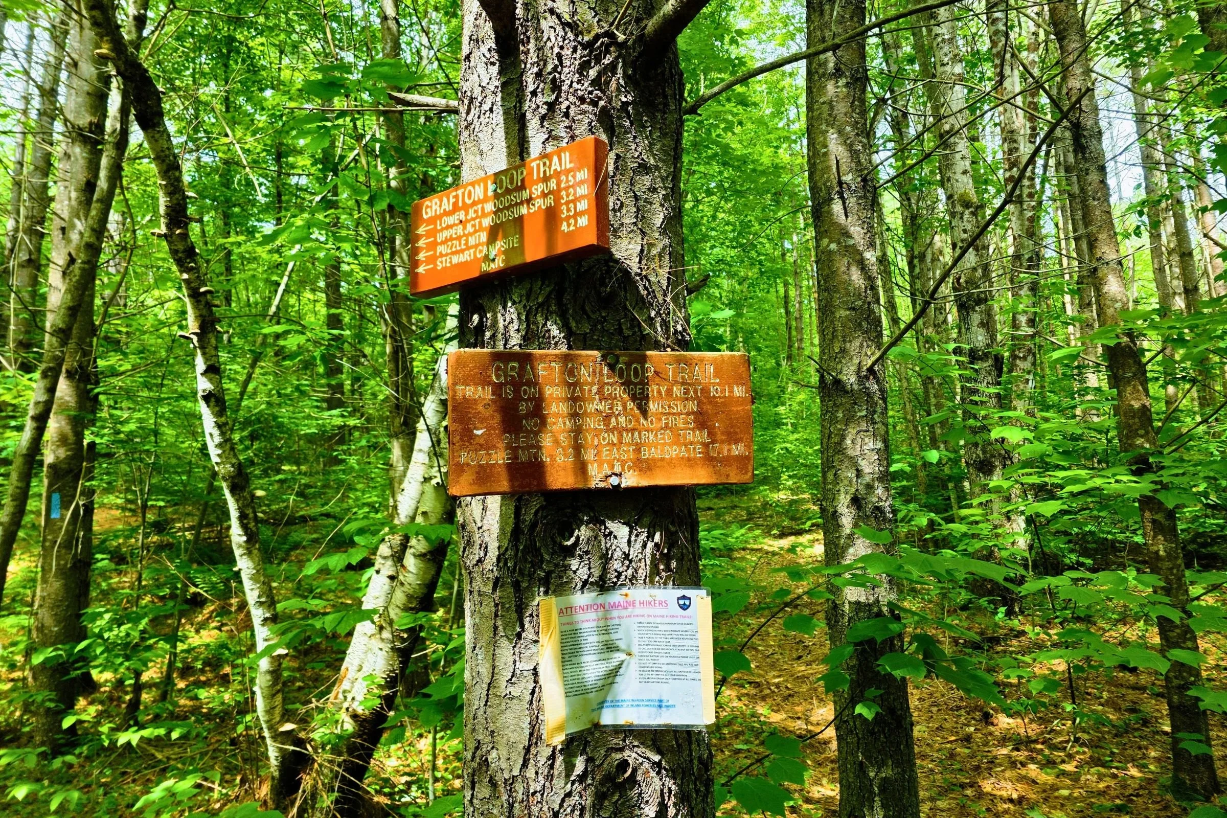   The trail is maintained by the AMC on the west side and the MATC on the east side.   Photo by Aubri Drake.  