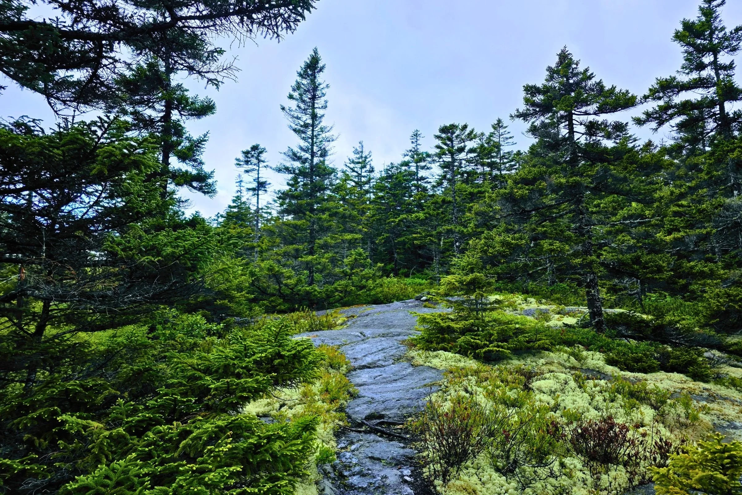   Close to the summit of Stowe Mountain.   Photo by Aubri Drake.  