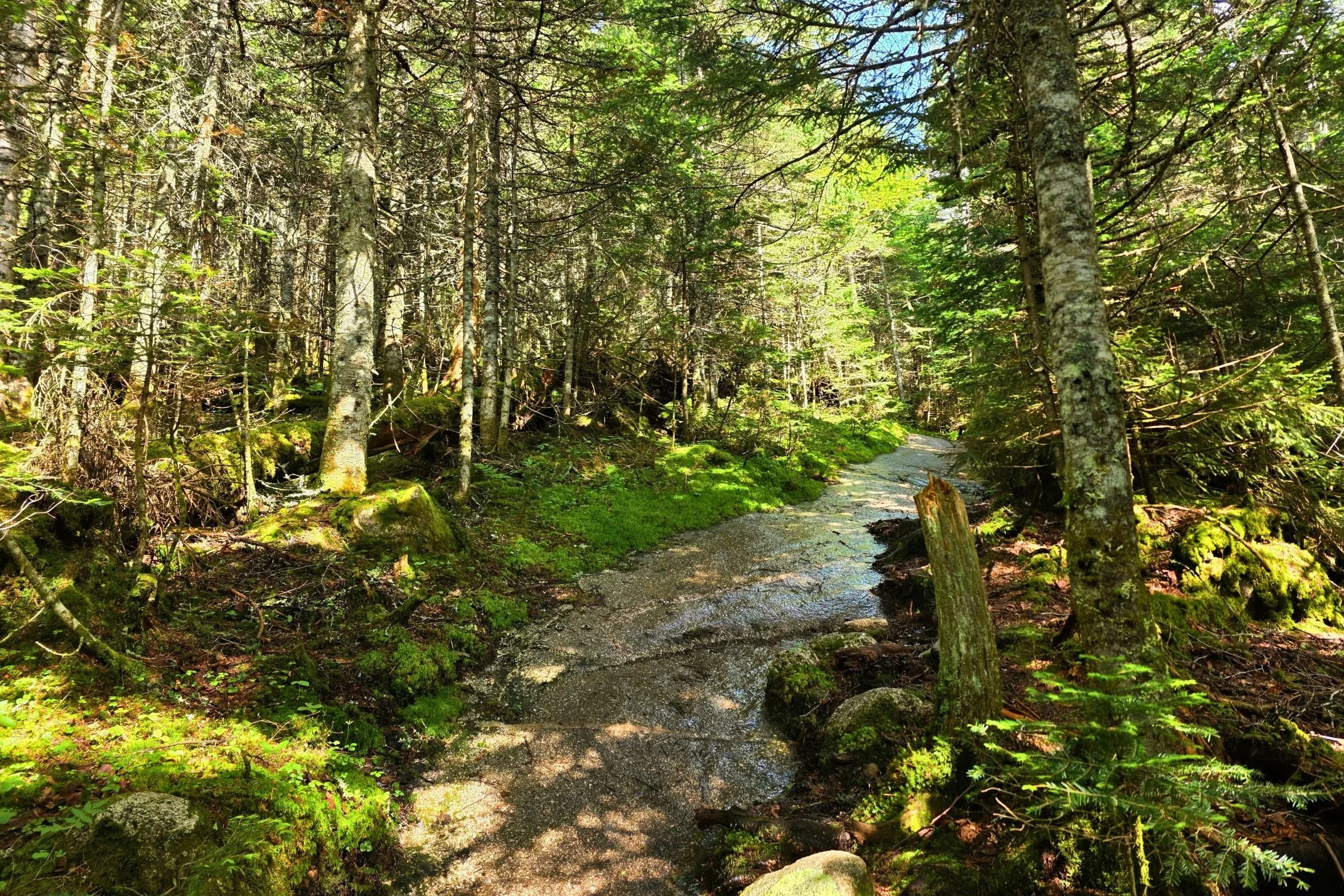   The climb from Grafton Notch up to the Baldpates is a long climb.   Photo by Aubri Drake.  