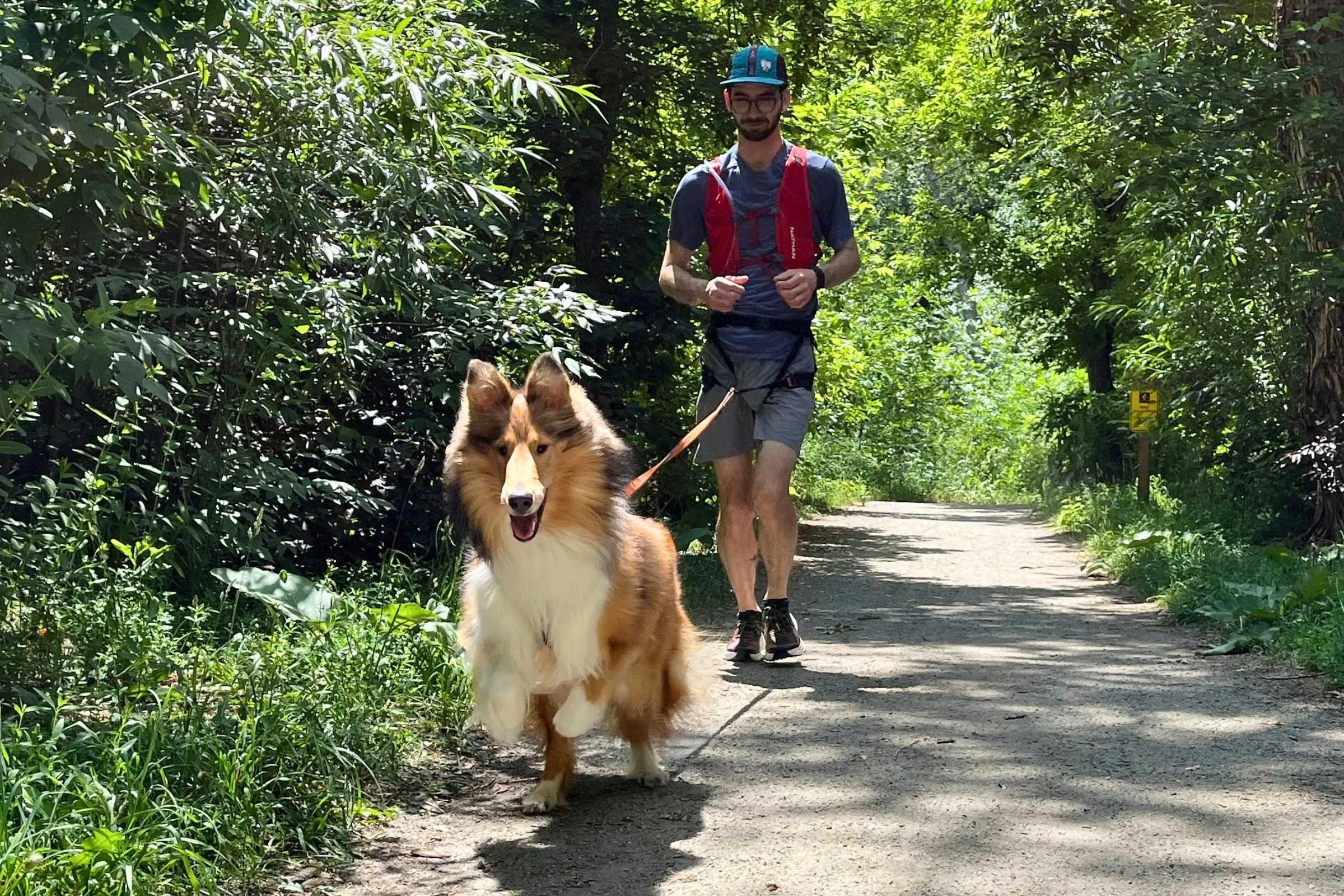 Dog pulling on a bungee dog leash ahead of runner