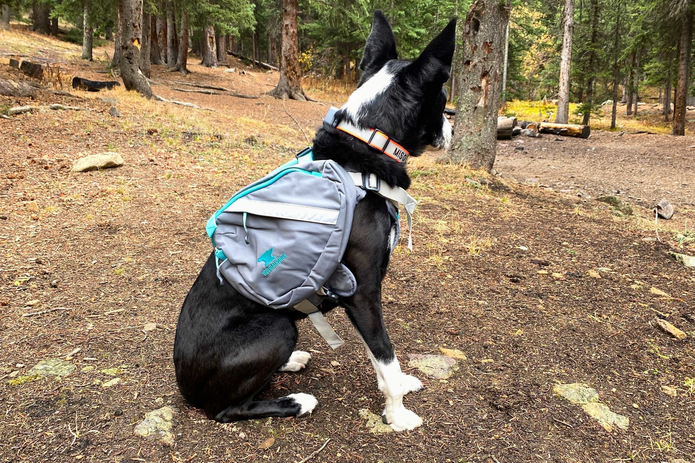 Dog wearing Mountainsmith K-9 Pack