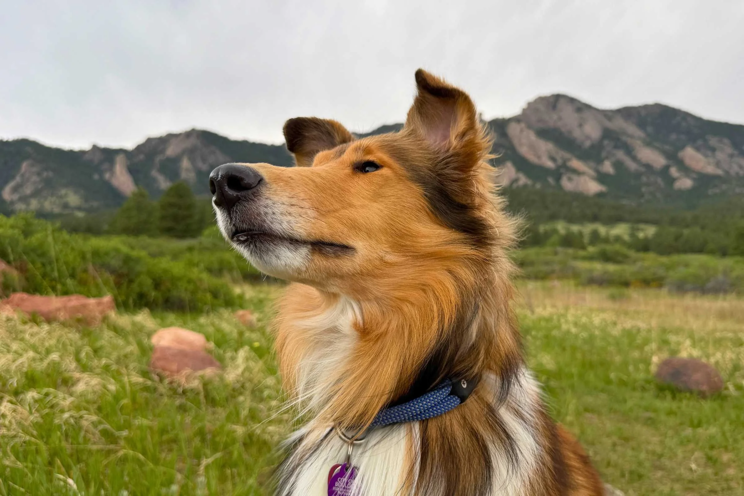Dog wearing a slip-on collar in front of scenic mountains
