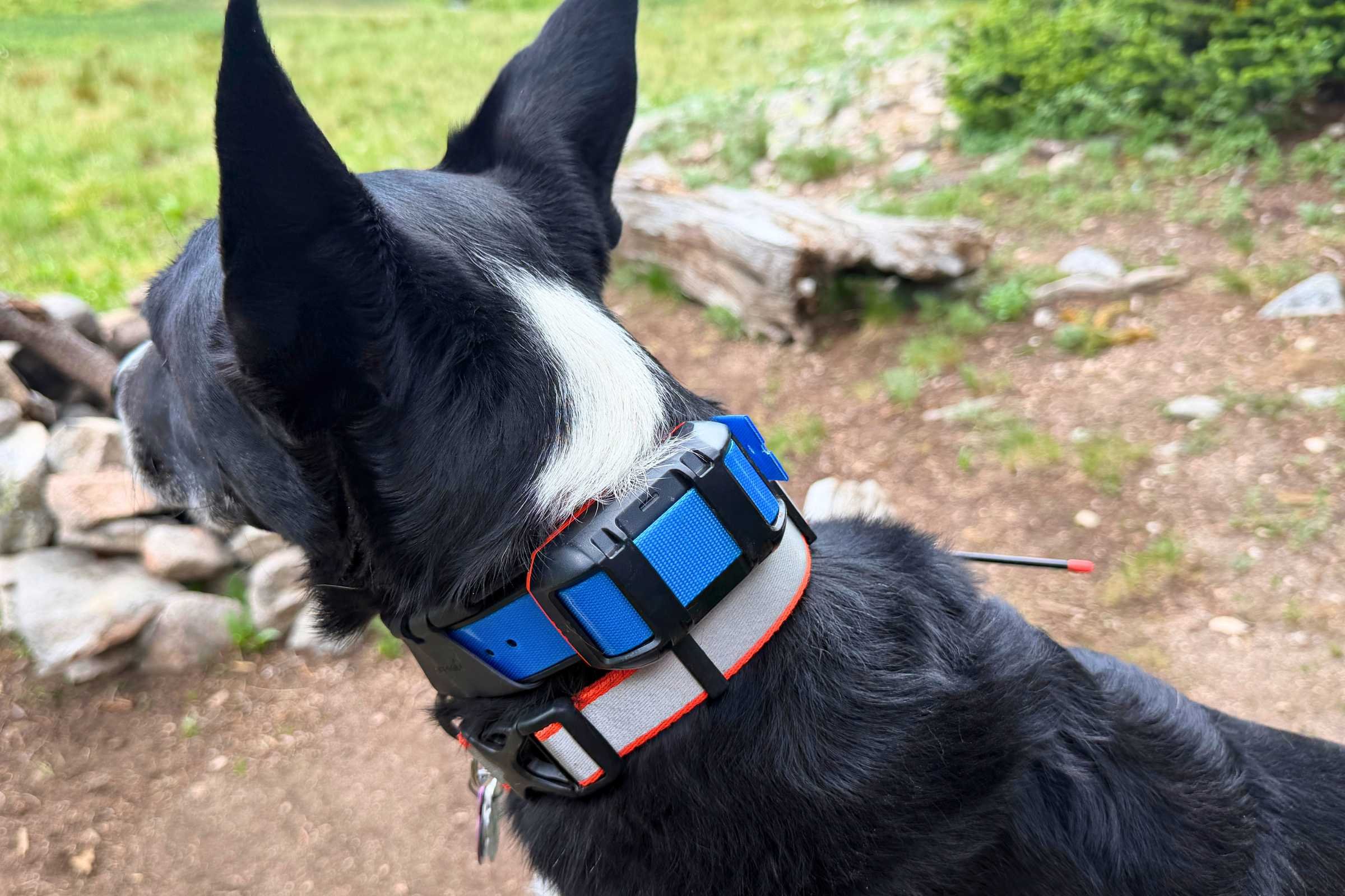 Thick blue GPS collar in comparison to a normal 1 inch buckle collar.